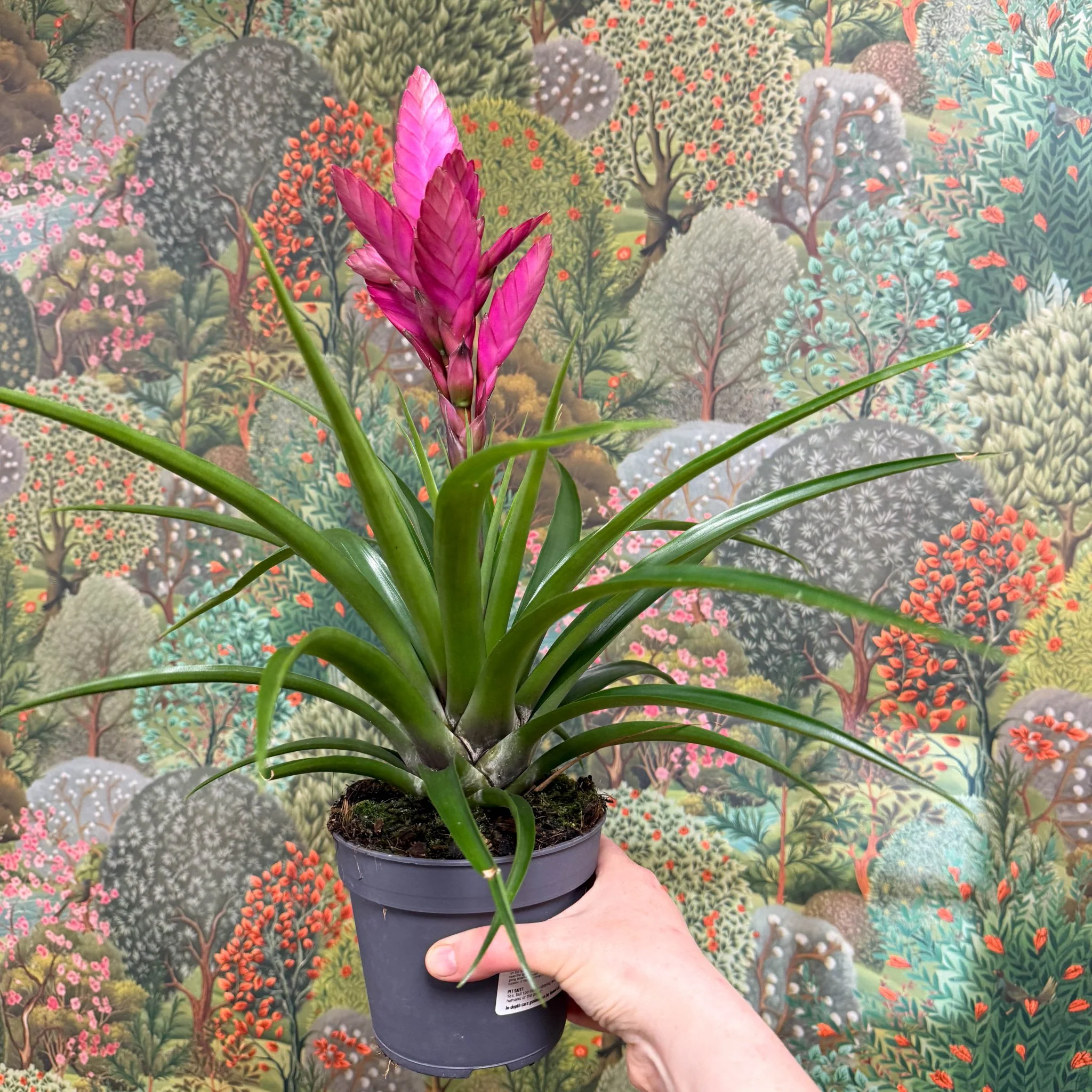 Guzmania 'Amira' - Image 5