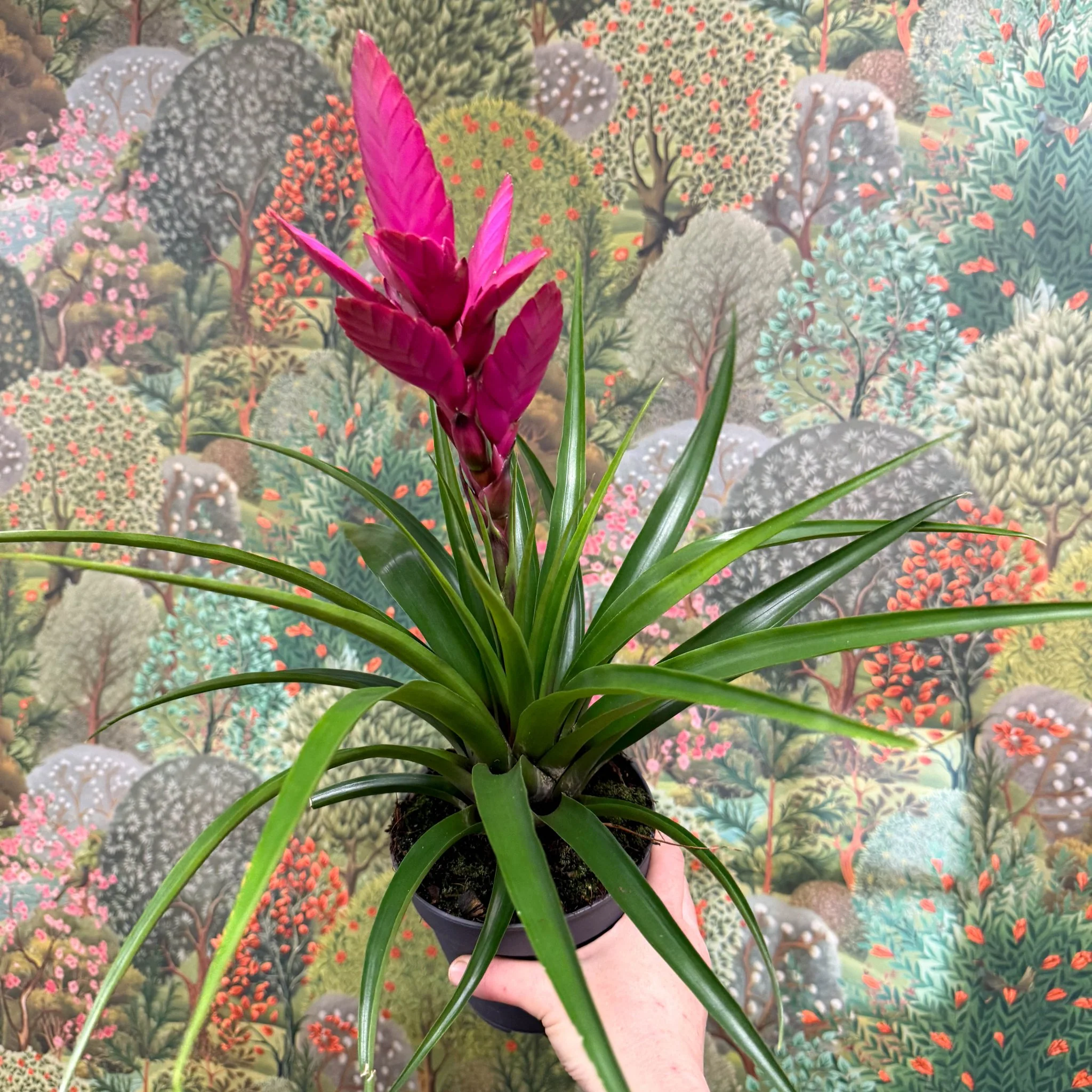 Guzmania 'Amira' - Image 6