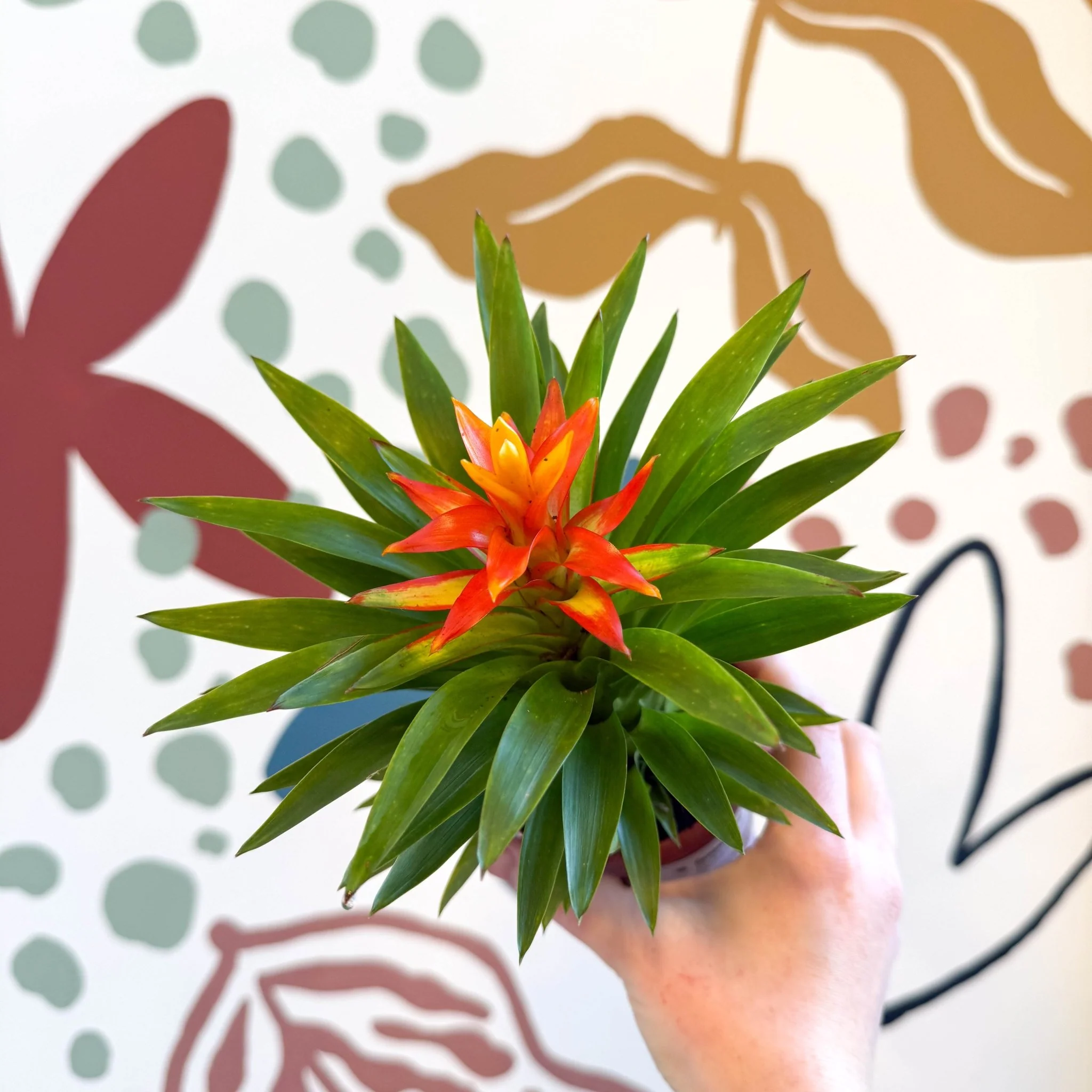 Guzmania 'Theresa' - Image 10