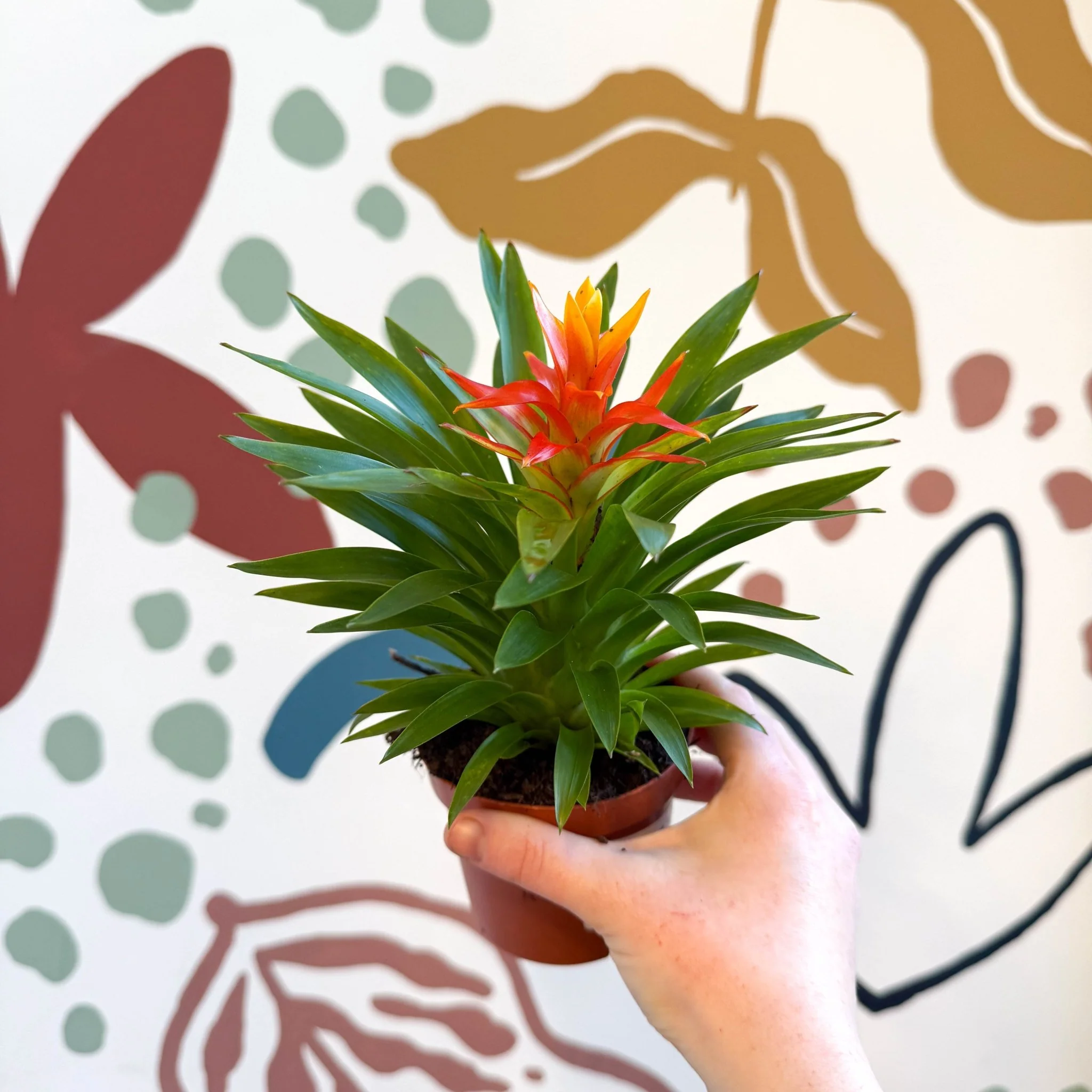 Guzmania 'Theresa' - Image 11