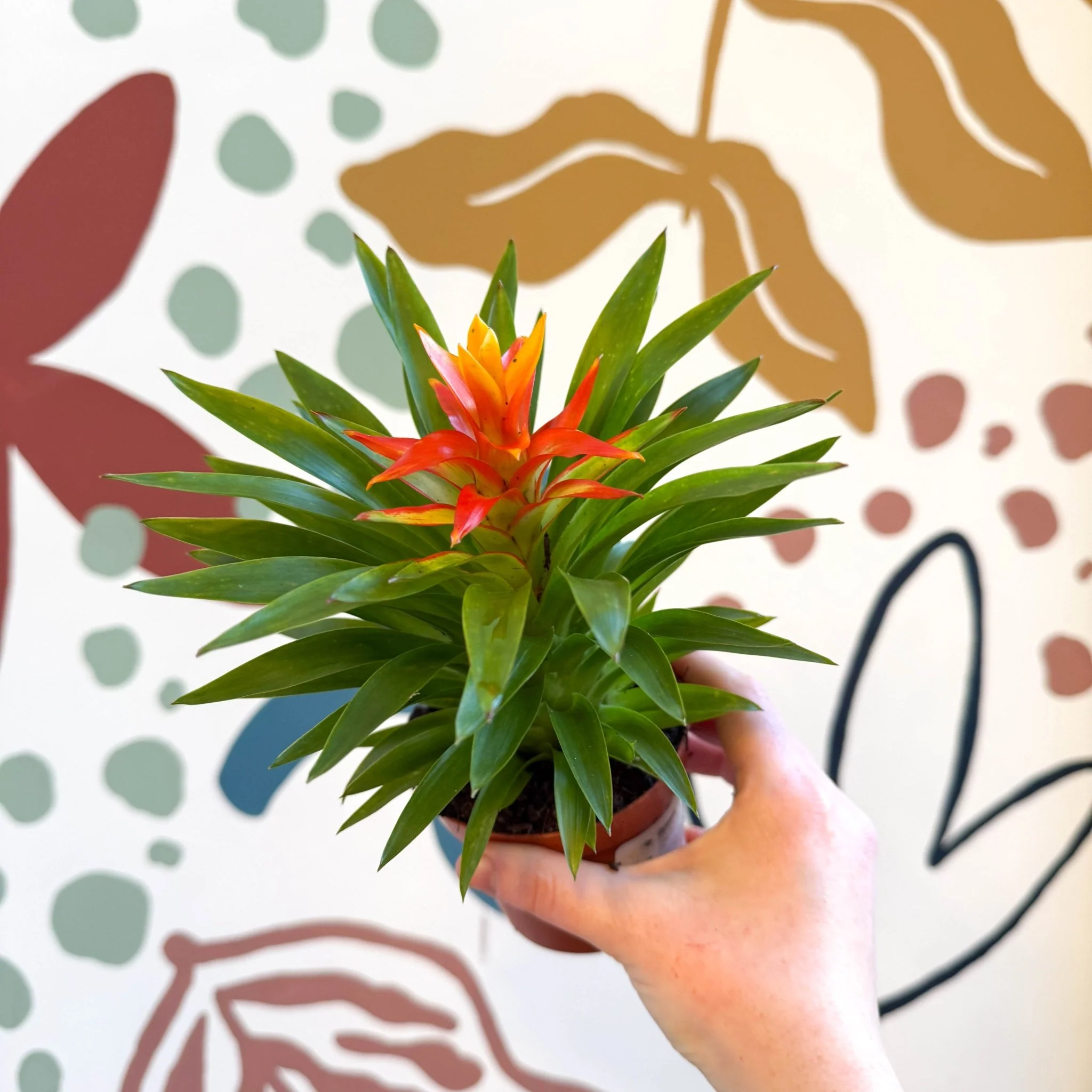 Guzmania 'Theresa' - Image 2