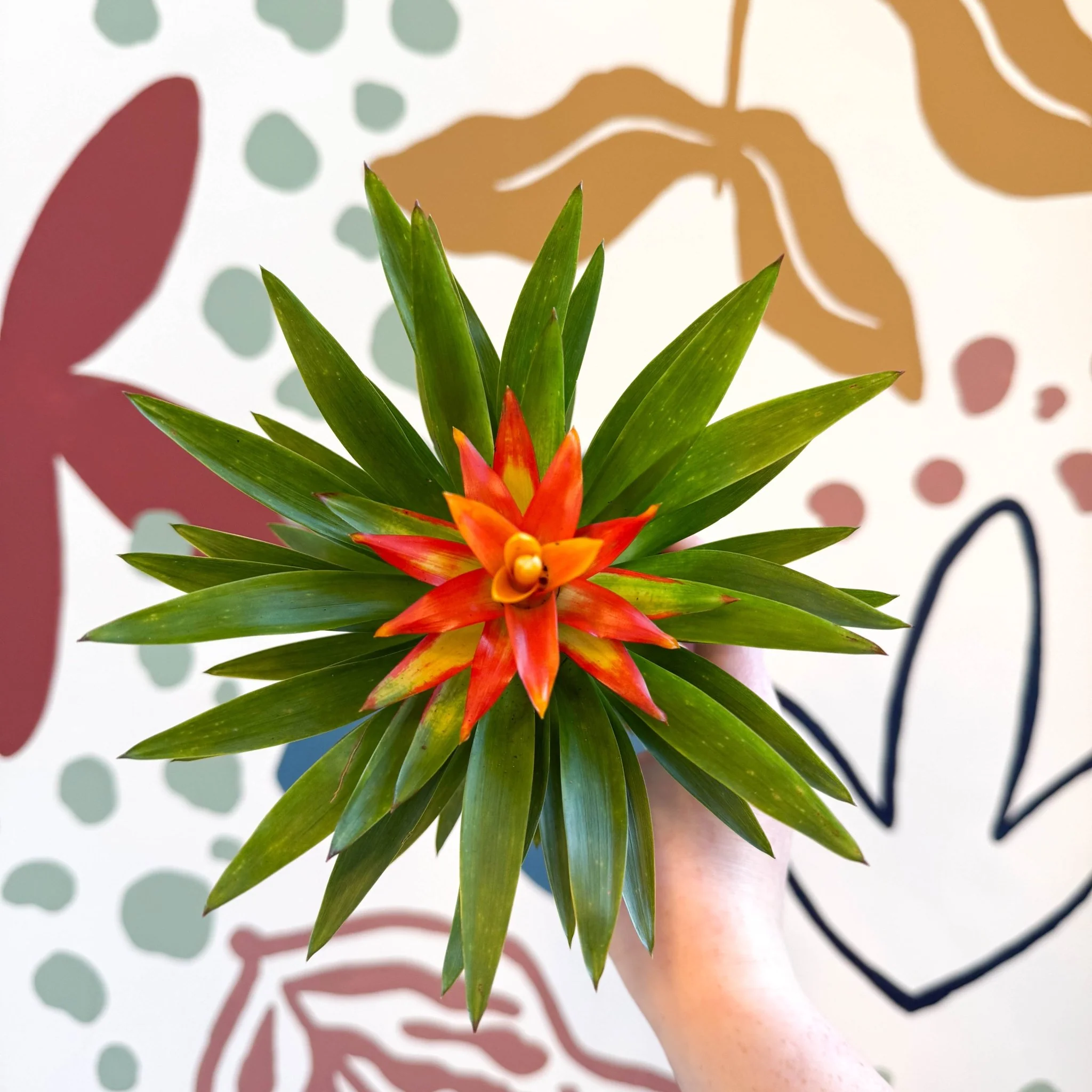Guzmania 'Theresa' - Image 3