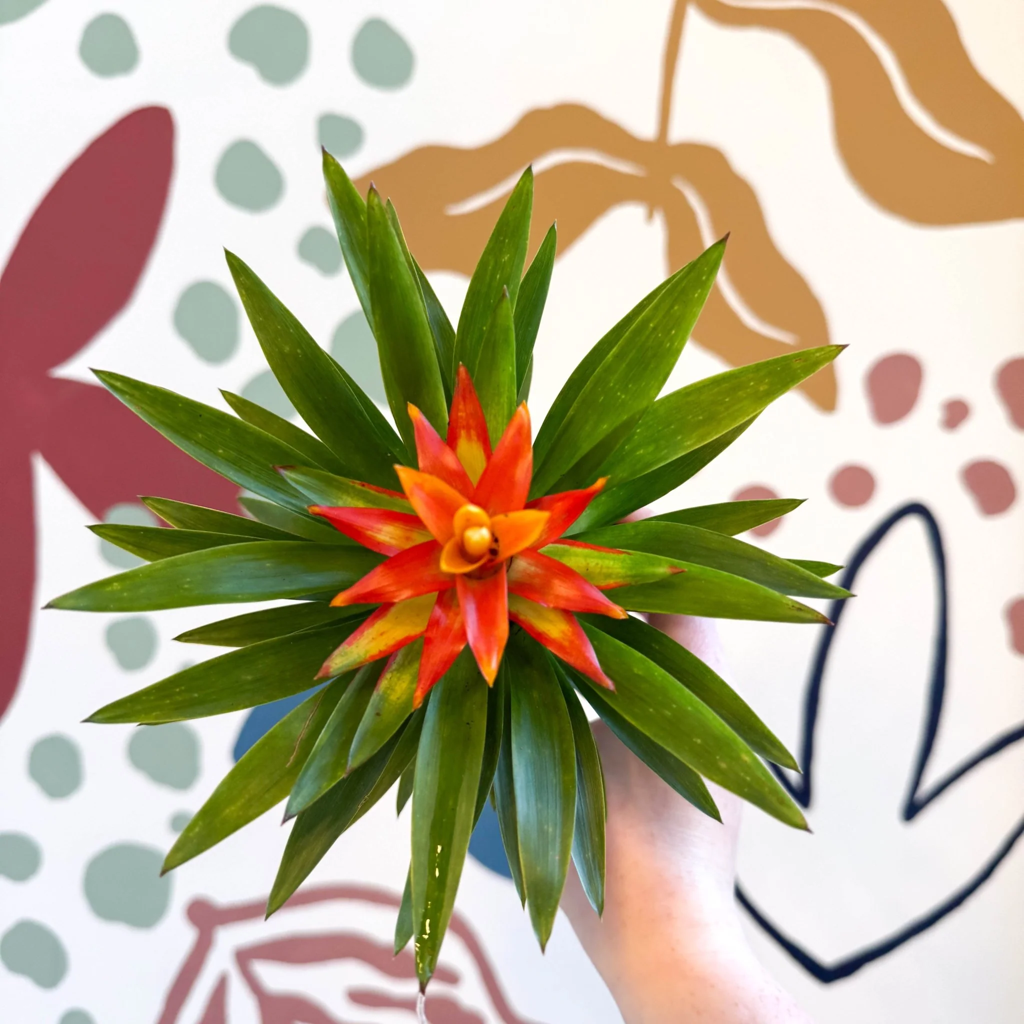 Guzmania 'Theresa' - Image 4