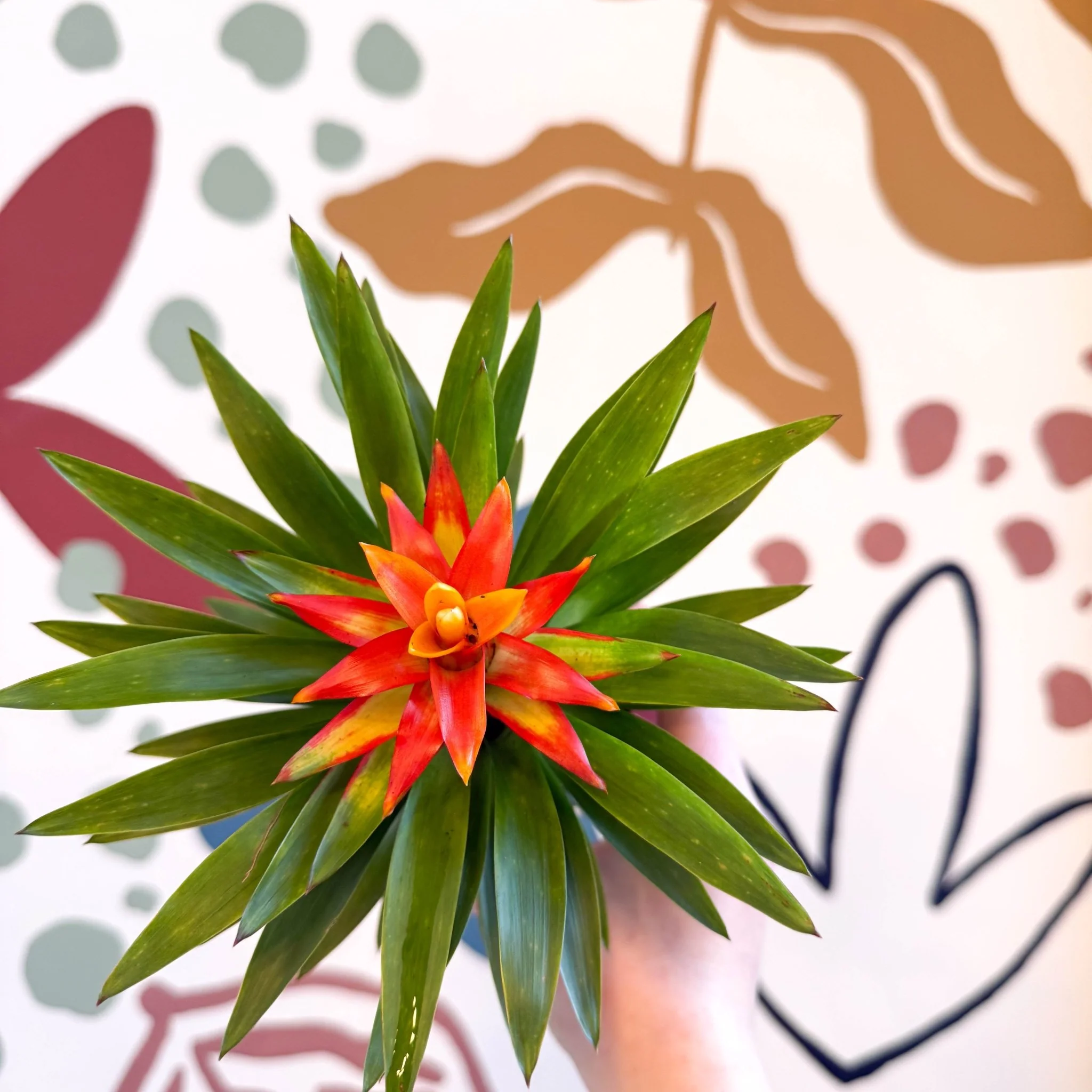 Guzmania 'Theresa' - Image 5
