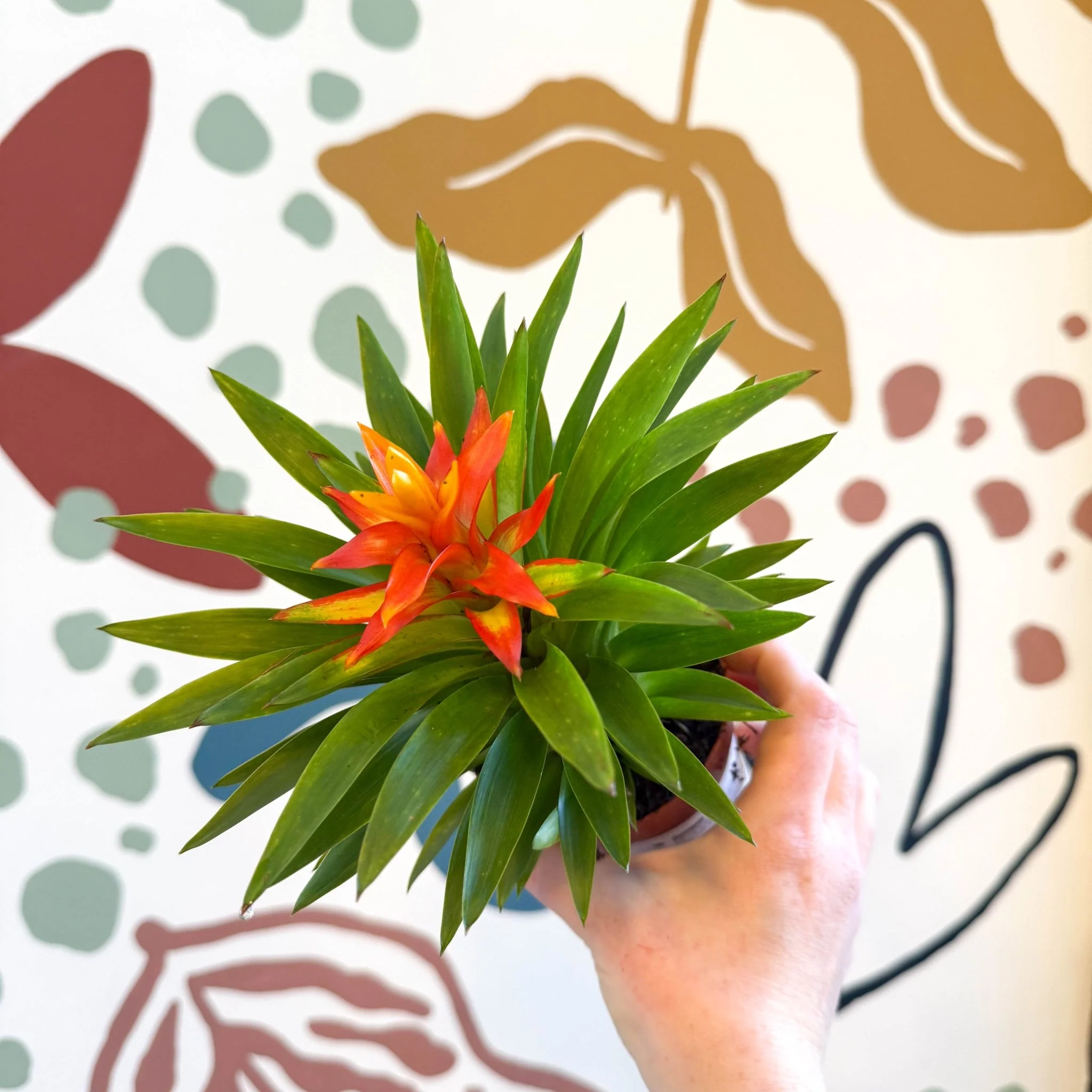 Guzmania 'Theresa' - Image 6