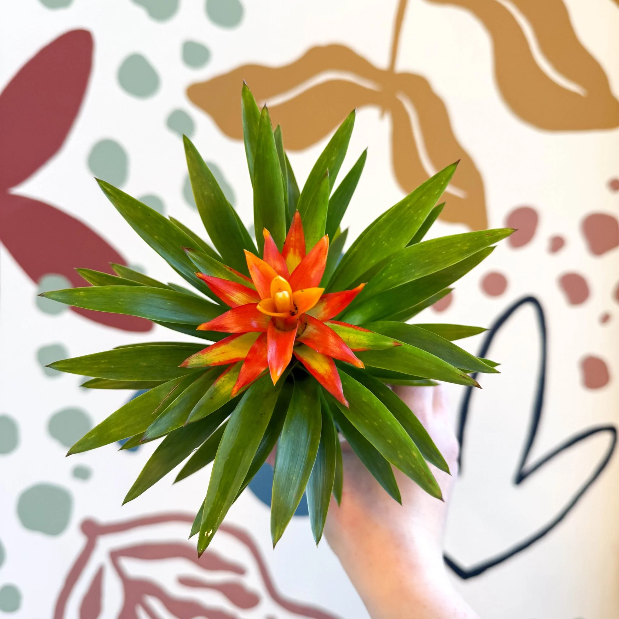 Guzmania 'Theresa' - Image 7