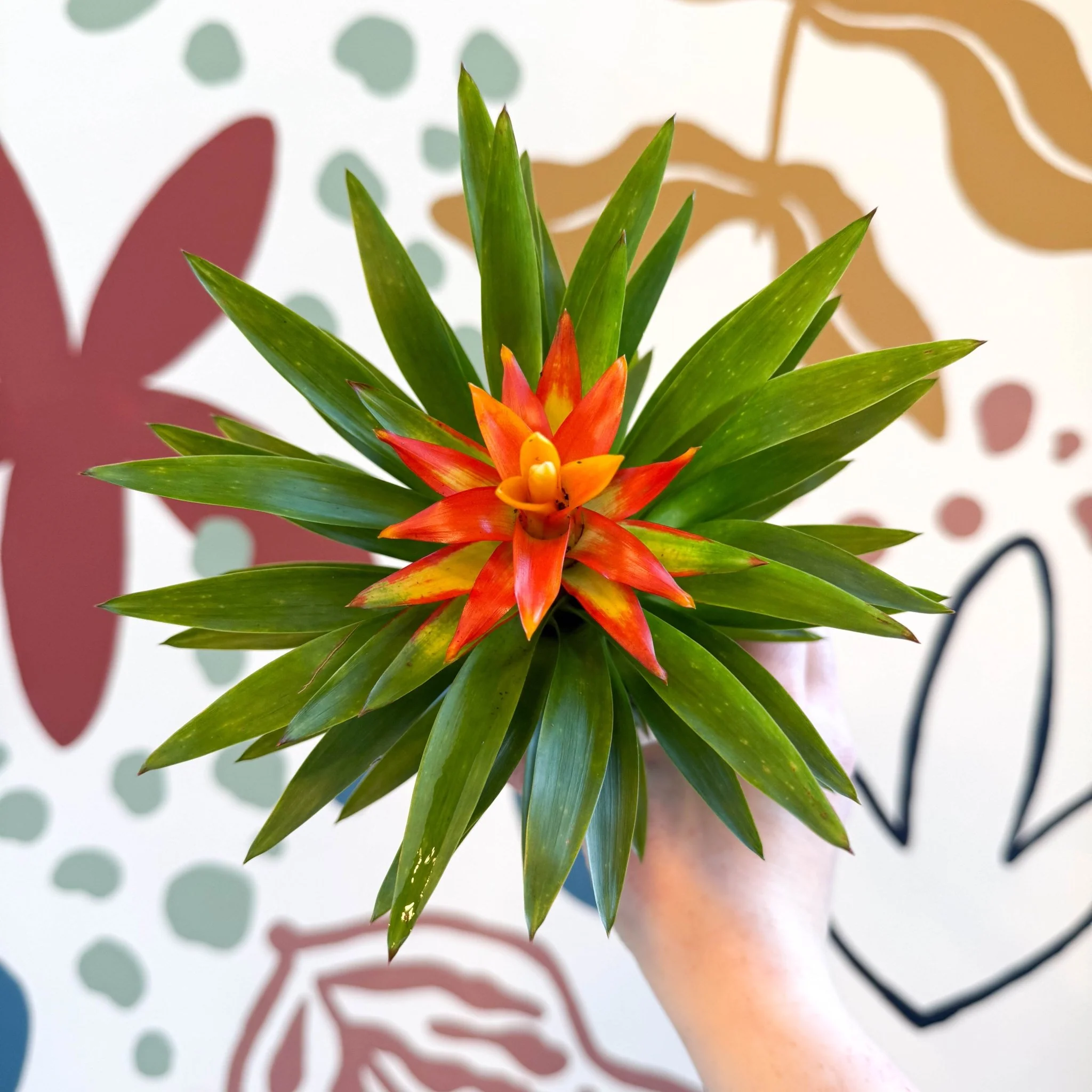 Guzmania 'Theresa' - Image 8