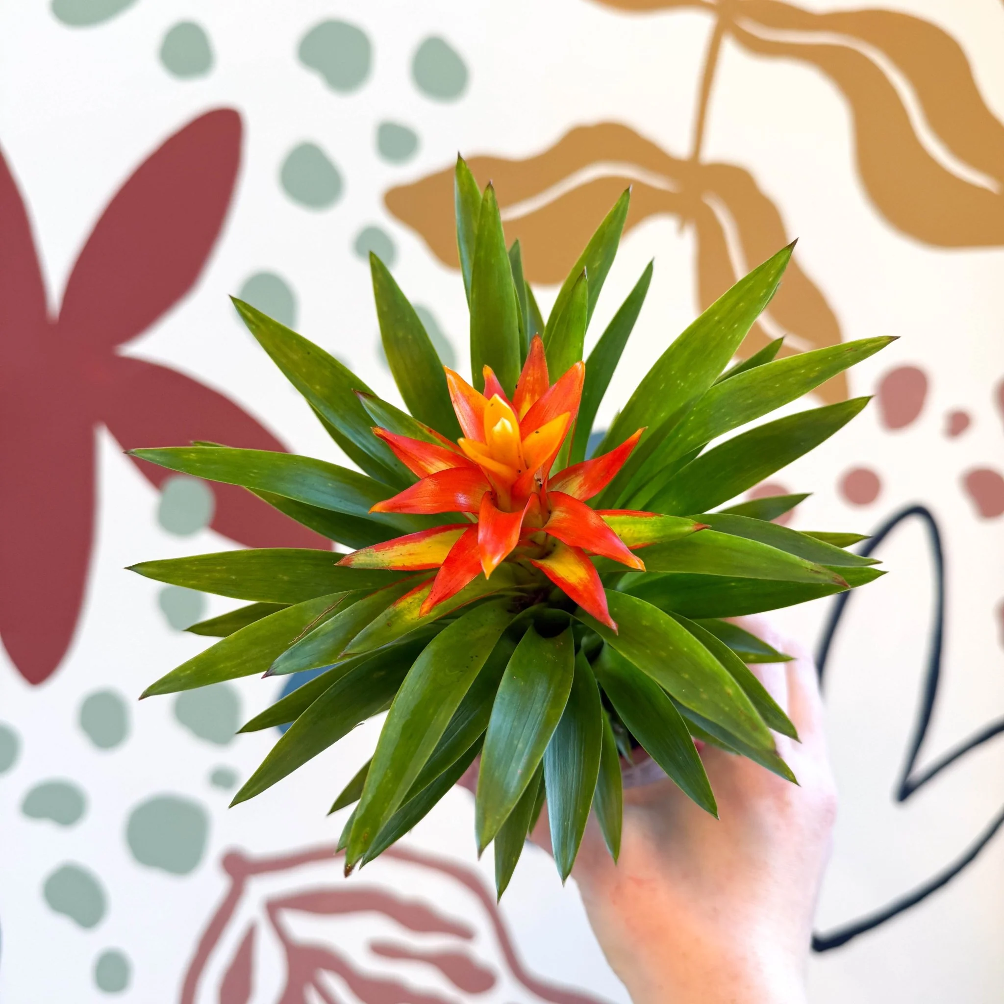 Guzmania 'Theresa' - Image 9