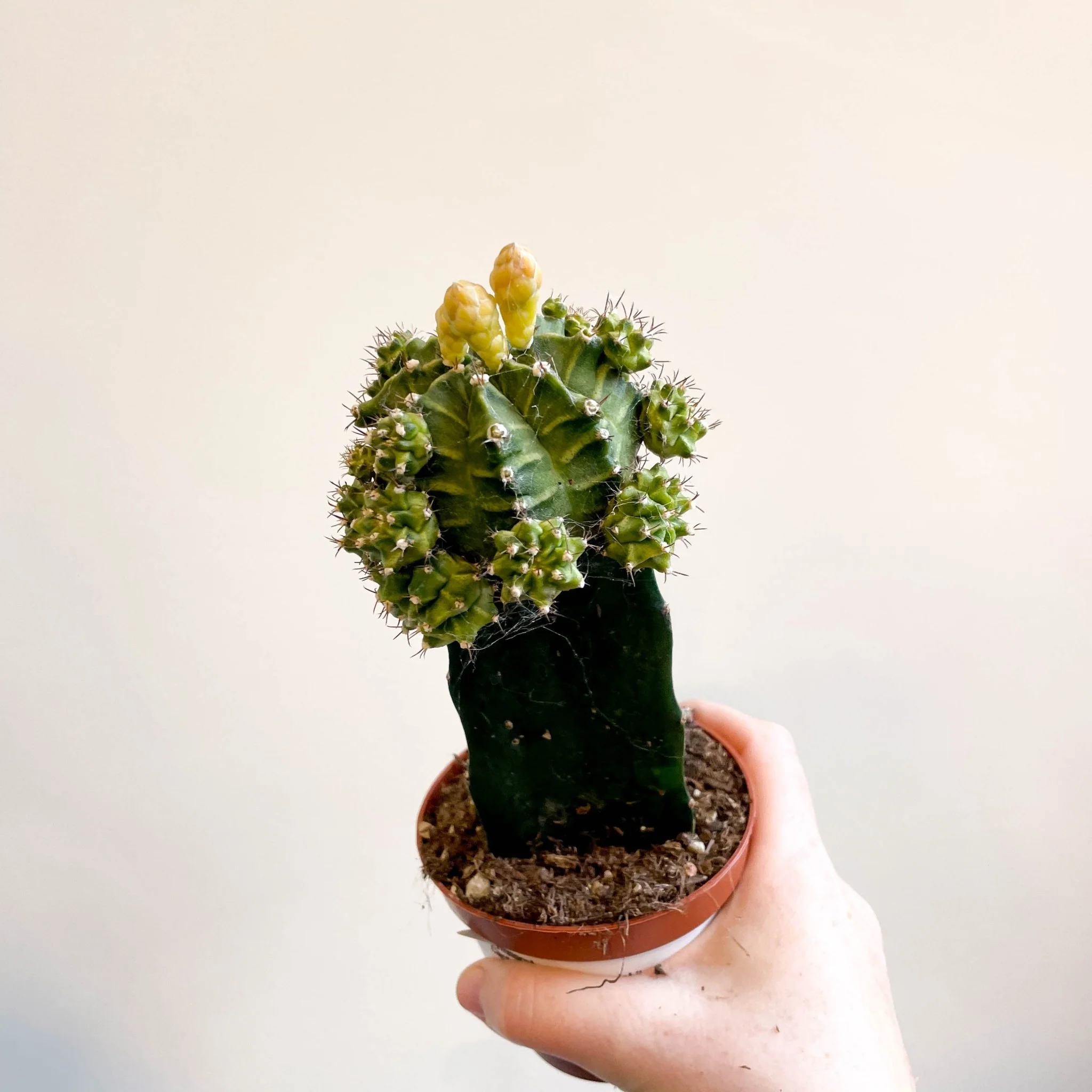Gymnocalycium mihanovichii - Green Moon Cactus - Image 2