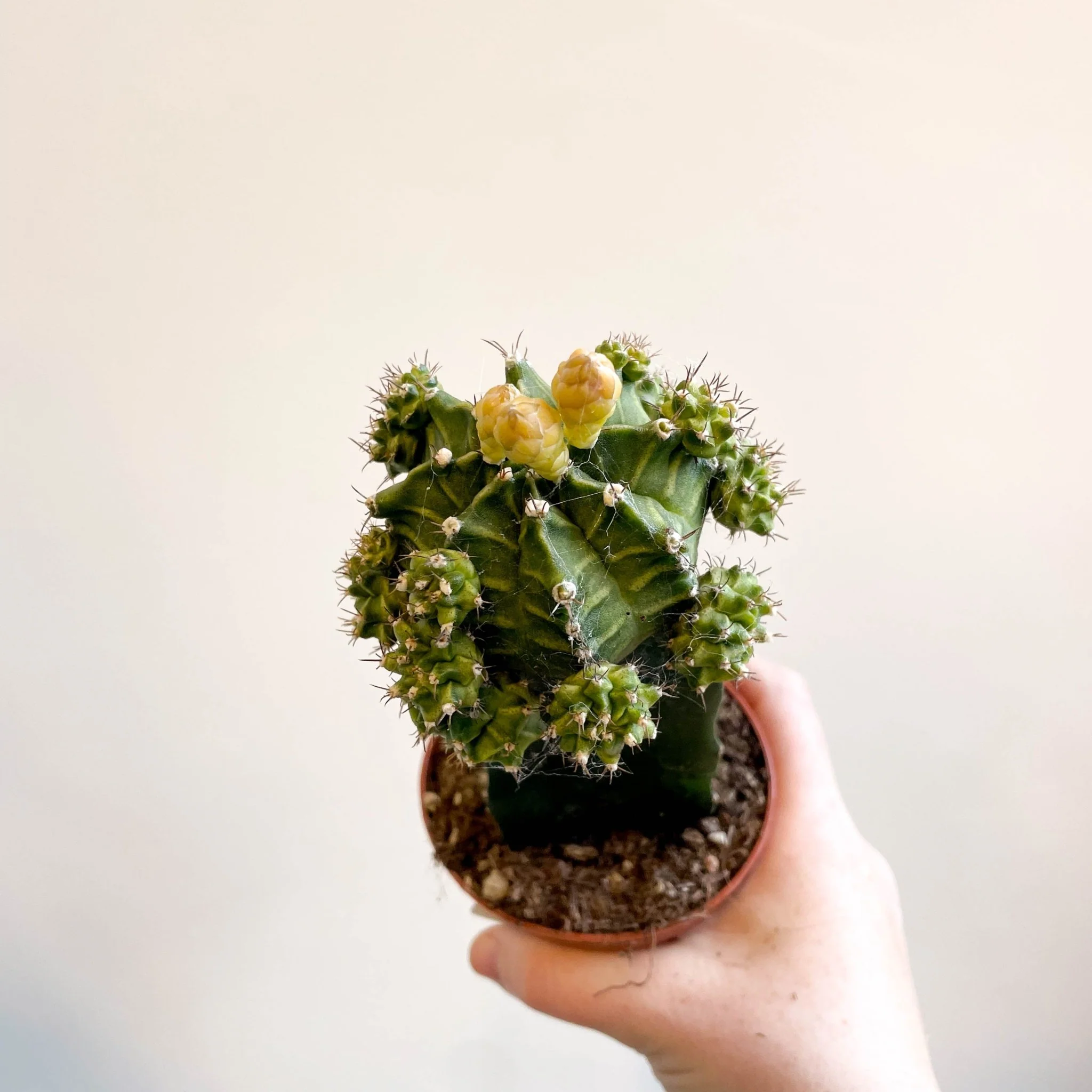 Gymnocalycium mihanovichii - Green Moon Cactus - Image 3