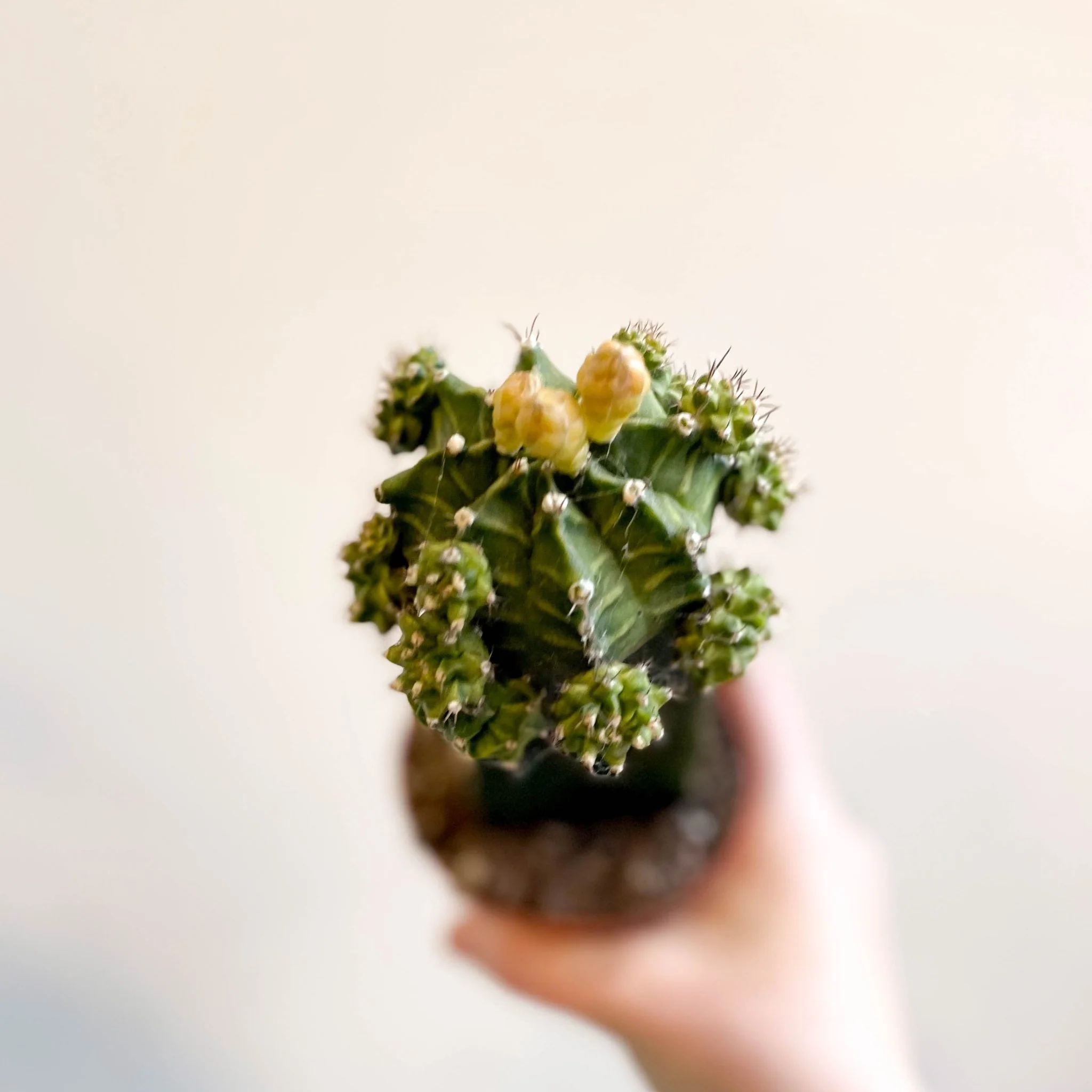 Gymnocalycium mihanovichii - Green Moon Cactus - Image 4