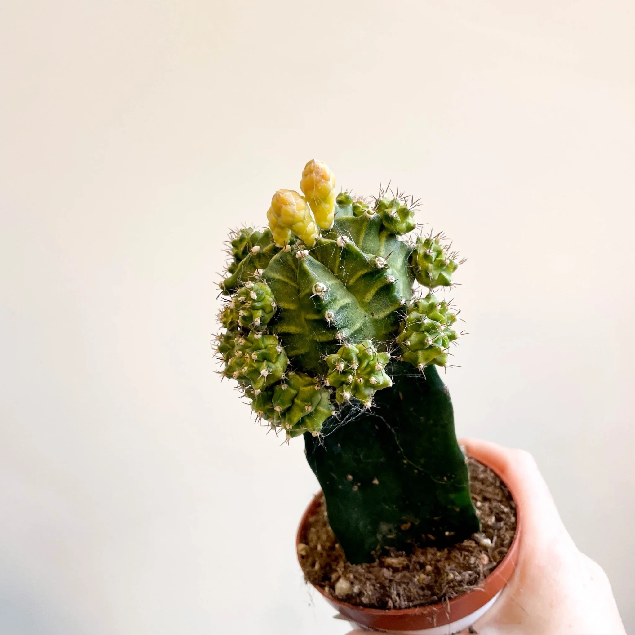 Gymnocalycium mihanovichii - Green Moon Cactus - Image 5