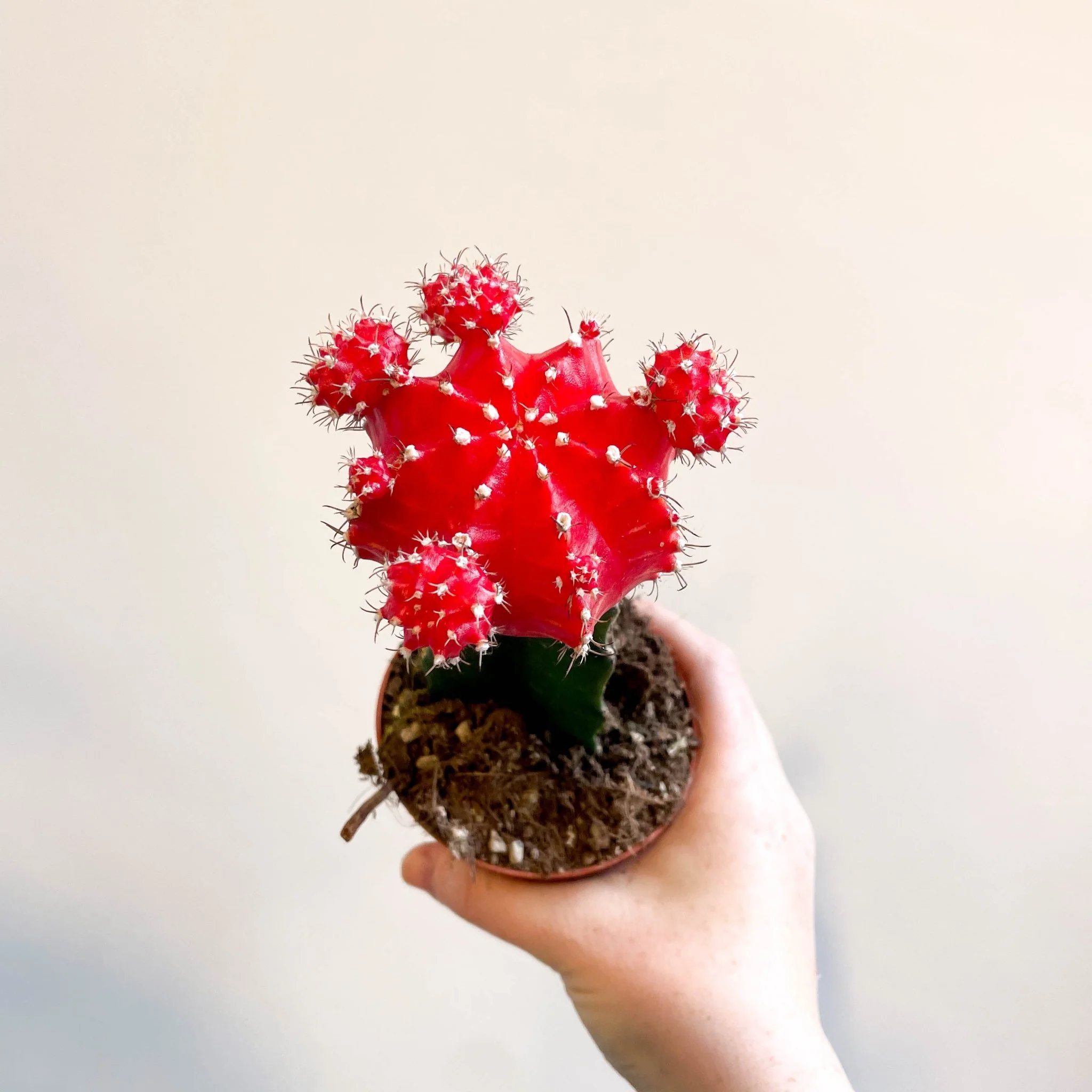 Gymnocalycium mihanovichii 'Japan Red' - Moon Cactus