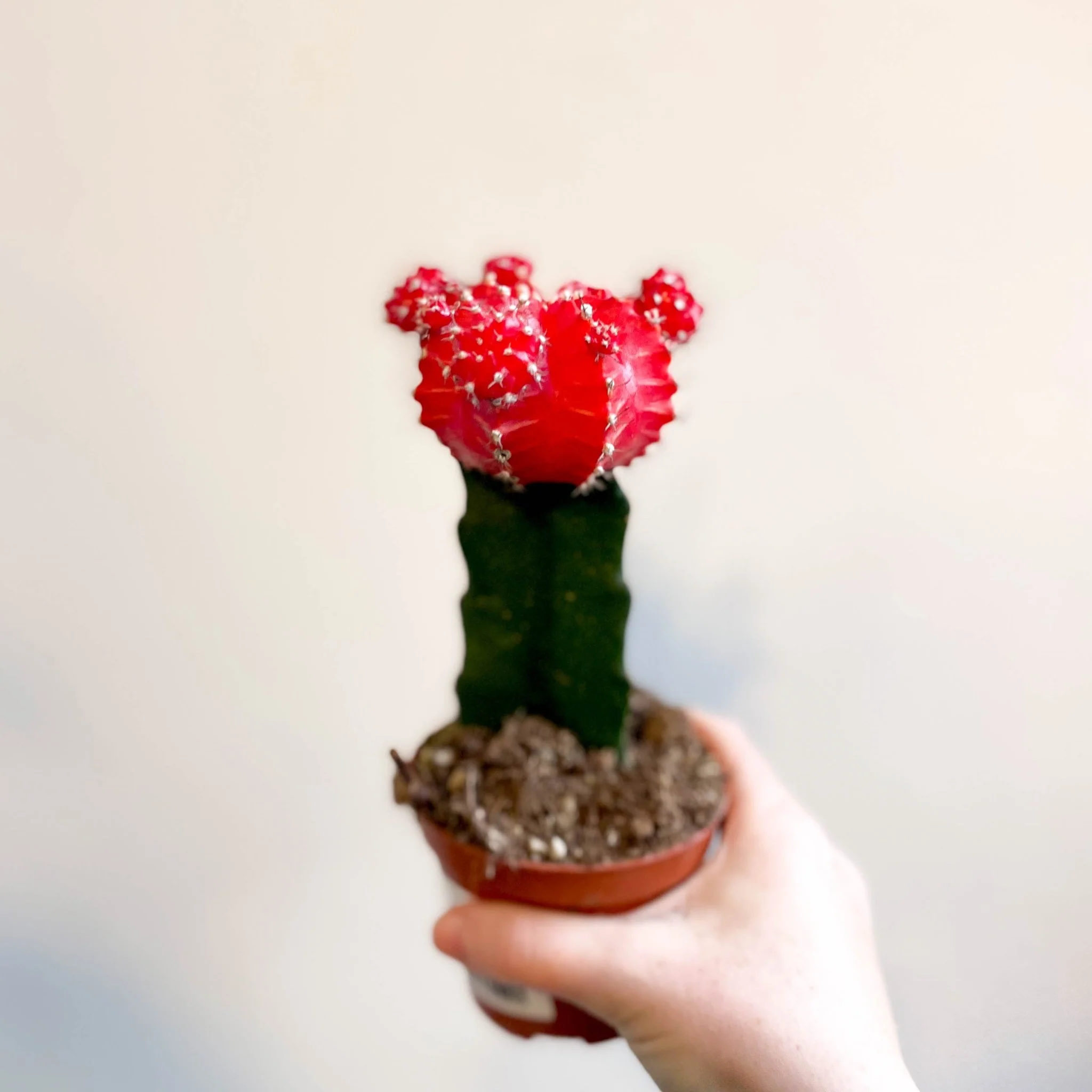 Gymnocalycium mihanovichii 'Japan Red' - Moon Cactus - Image 2