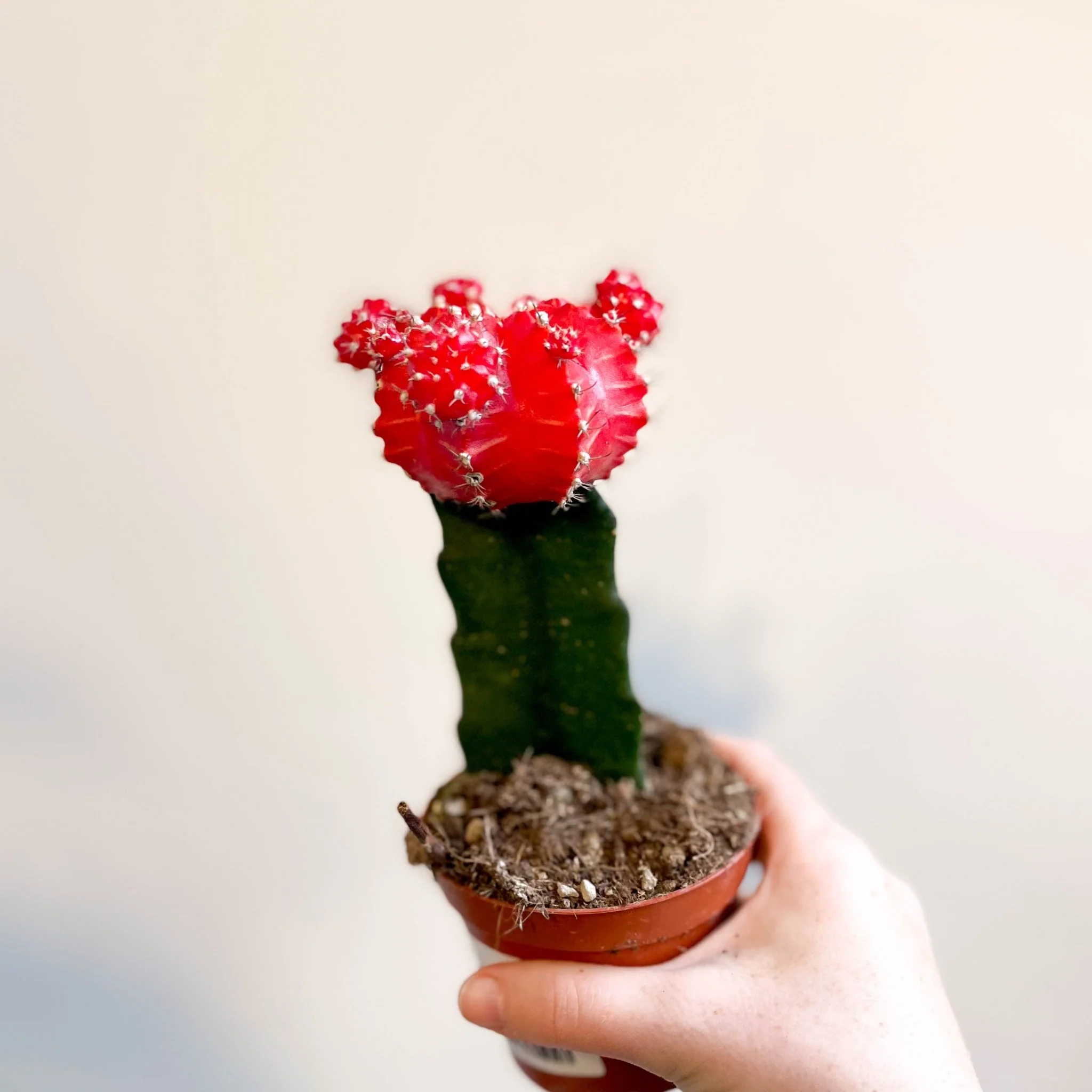 Gymnocalycium mihanovichii 'Japan Red' - Moon Cactus - Image 3