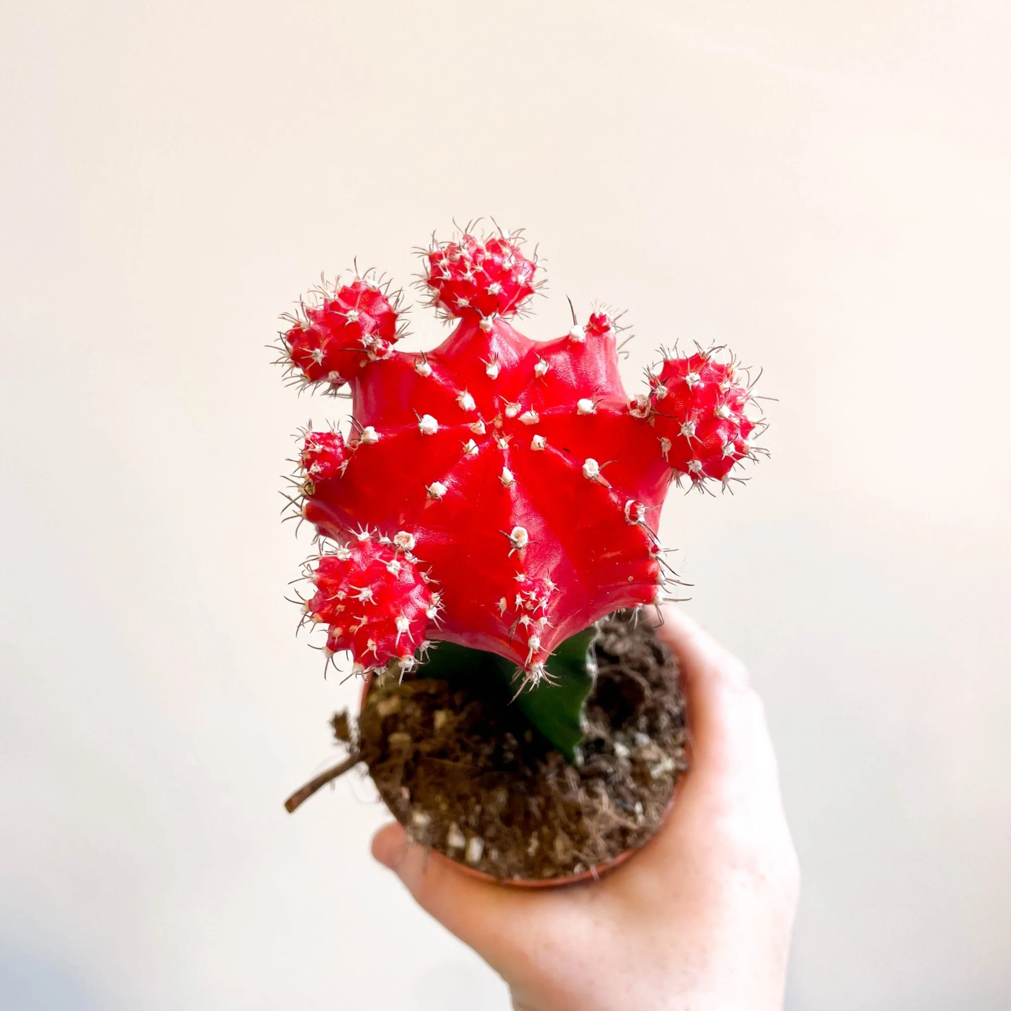 Gymnocalycium mihanovichii 'Japan Red' - Moon Cactus - Image 4