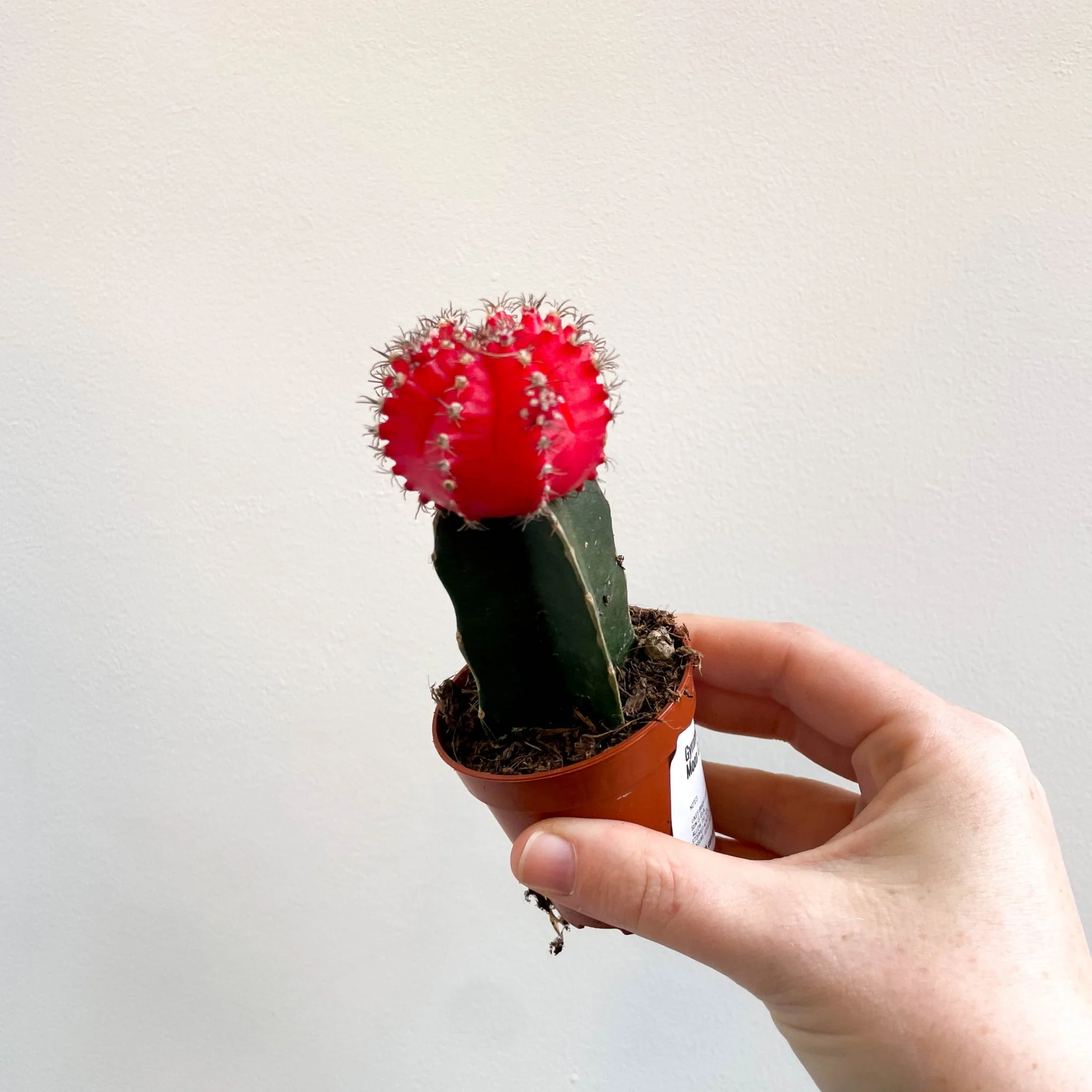 Gymnocalycium mihanovichii 'Japan Red' - Moon Cactus - Image 5