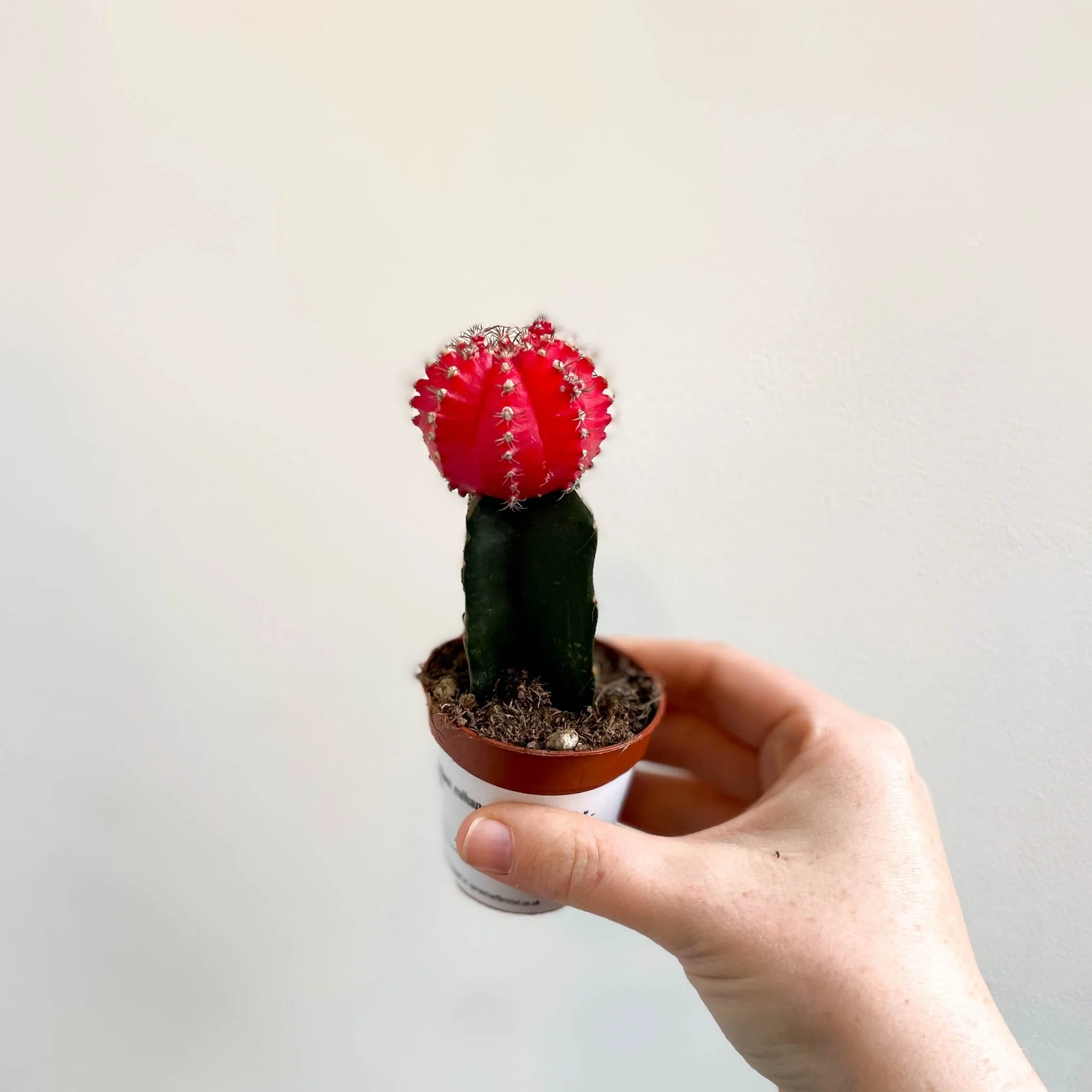 Gymnocalycium mihanovichii 'Japan Red' - Moon Cactus - Image 7
