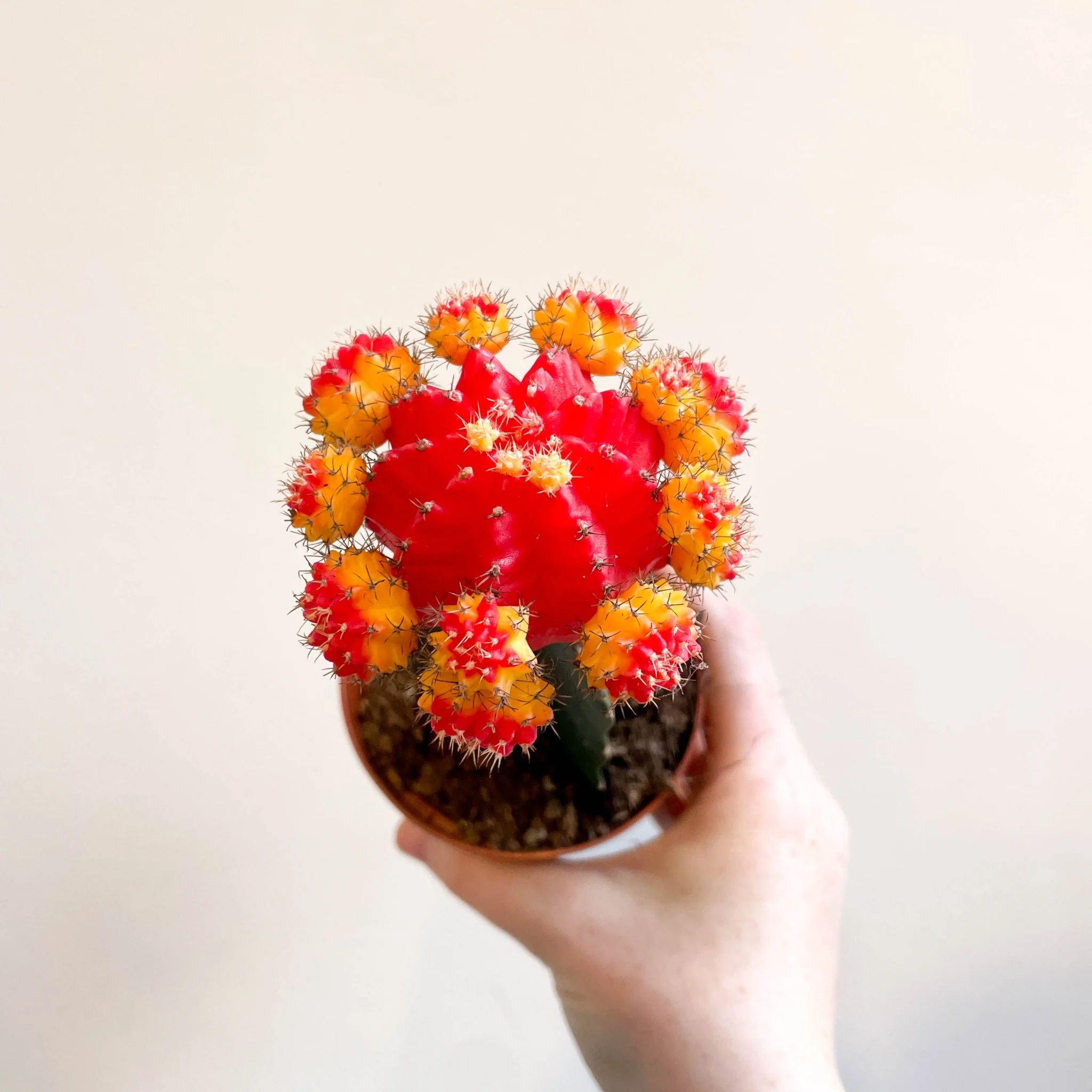 Gymnocalycium mihanovichii - Red and Yellow Moon Cactus