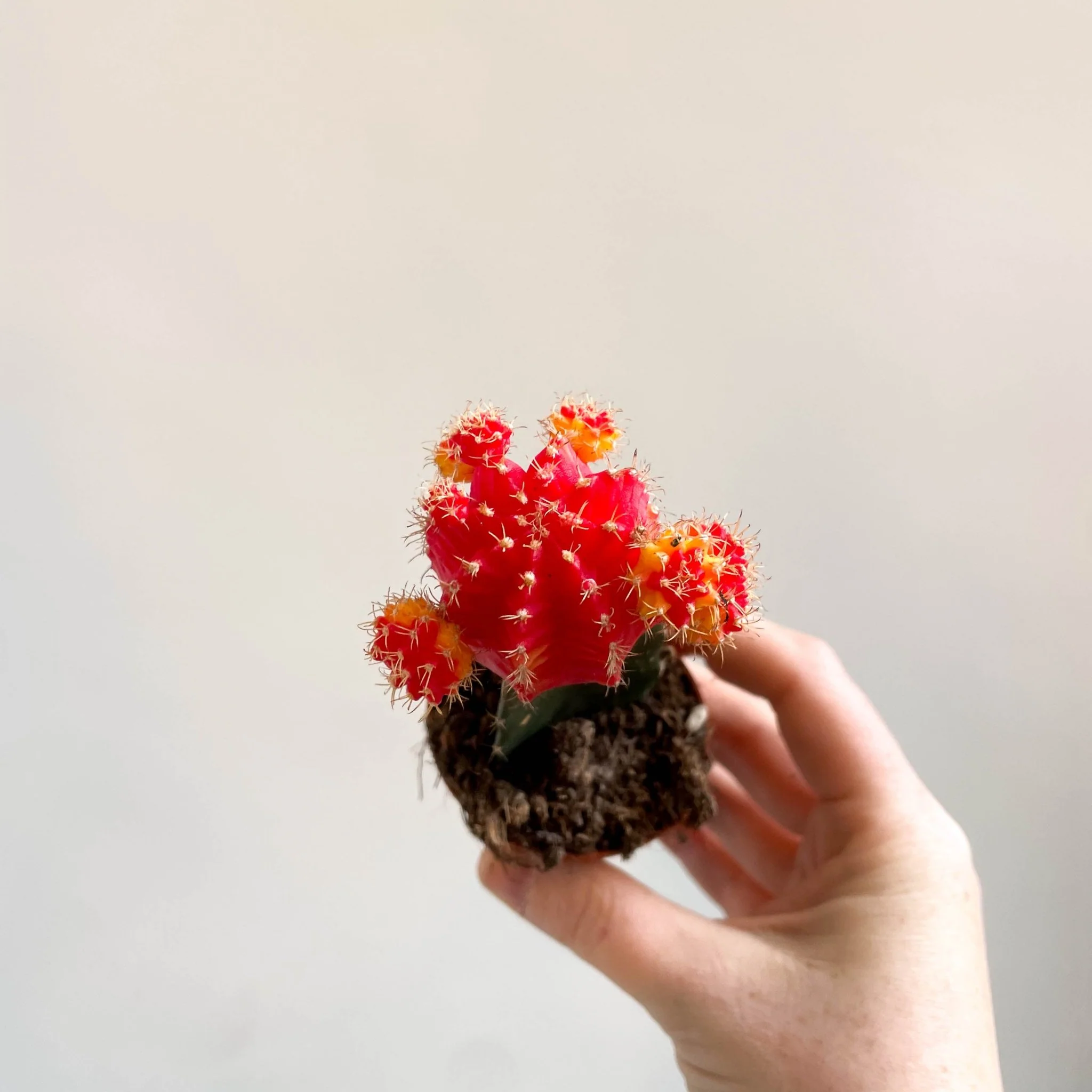 Gymnocalycium mihanovichii - Red and Yellow Moon Cactus - Image 10
