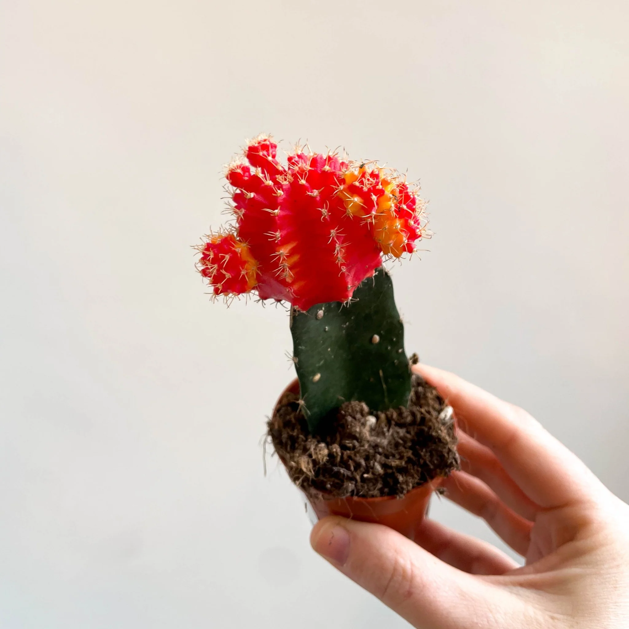Gymnocalycium mihanovichii - Red and Yellow Moon Cactus - Image 11