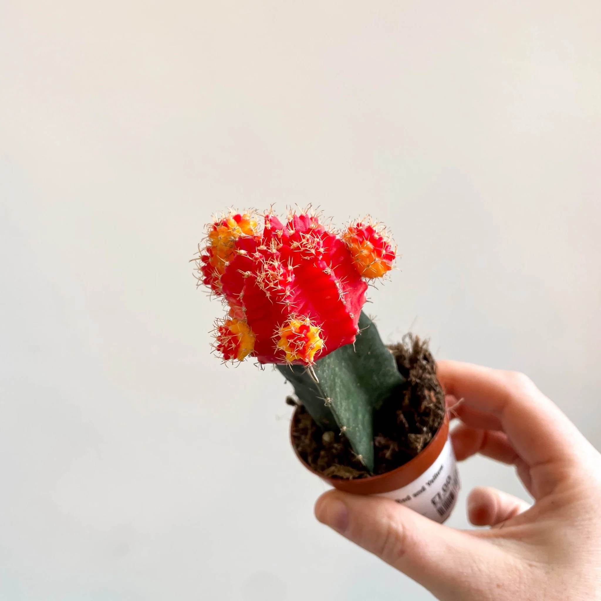 Gymnocalycium mihanovichii - Red and Yellow Moon Cactus - Image 12