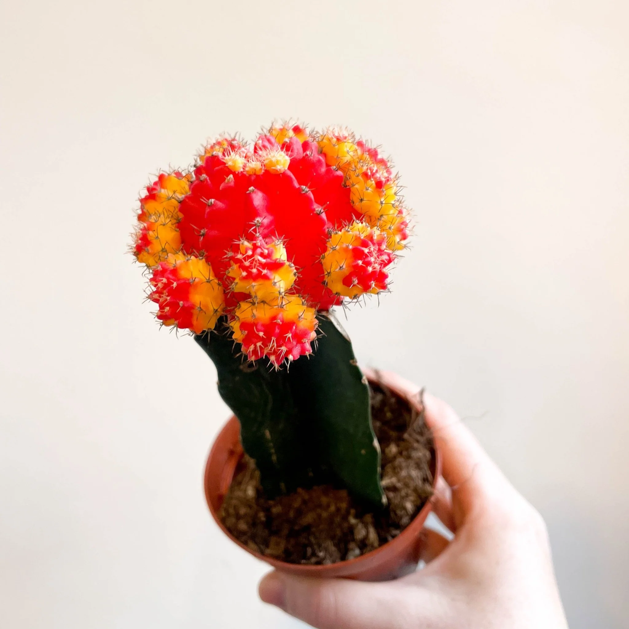 Gymnocalycium mihanovichii - Red and Yellow Moon Cactus - Image 2