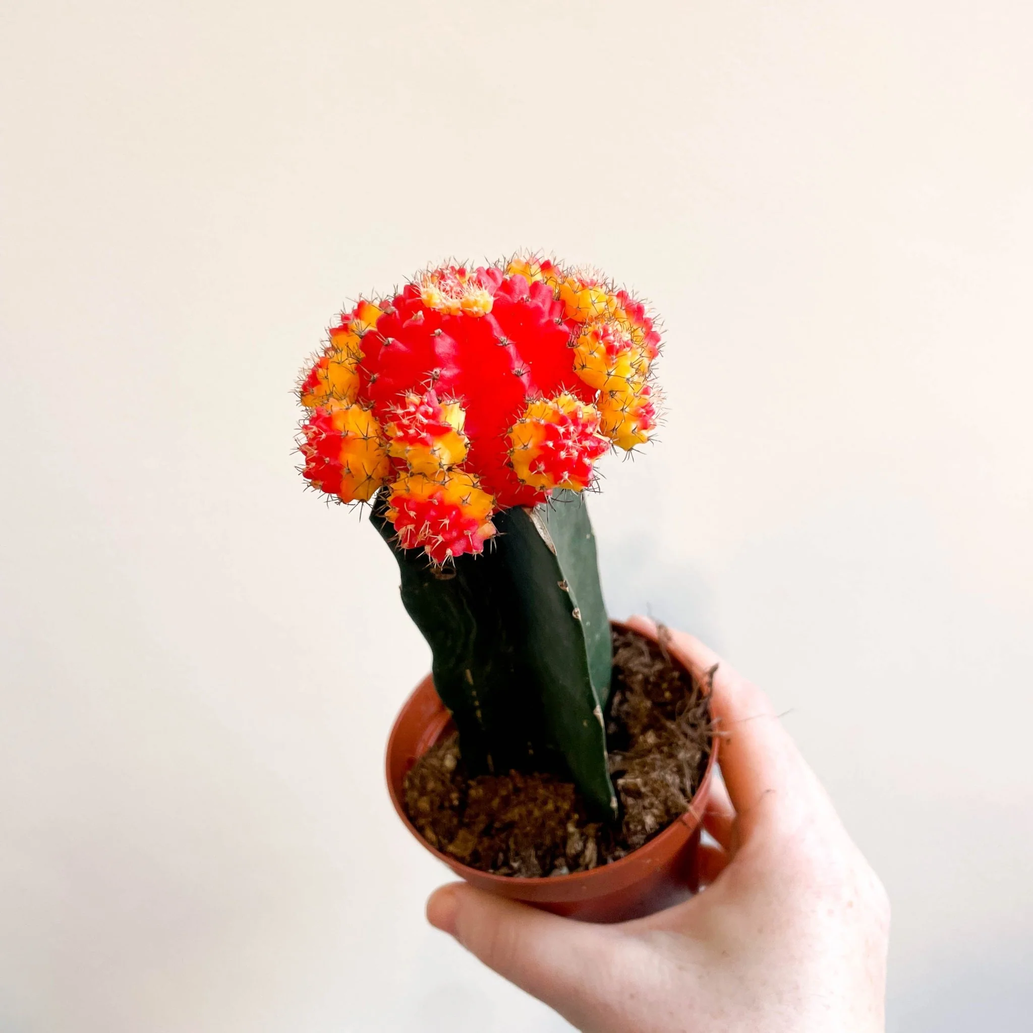 Gymnocalycium mihanovichii - Red and Yellow Moon Cactus - Image 3