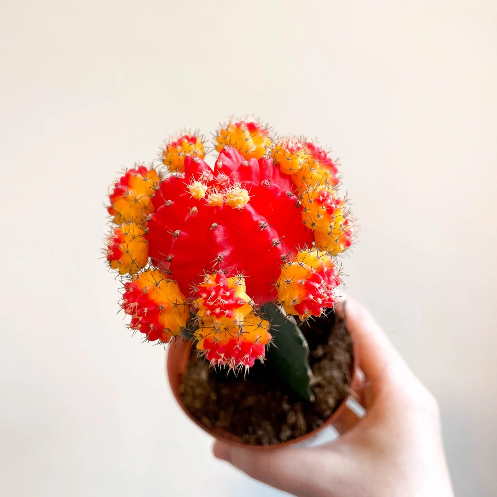 Gymnocalycium mihanovichii - Red and Yellow Moon Cactus - Image 4