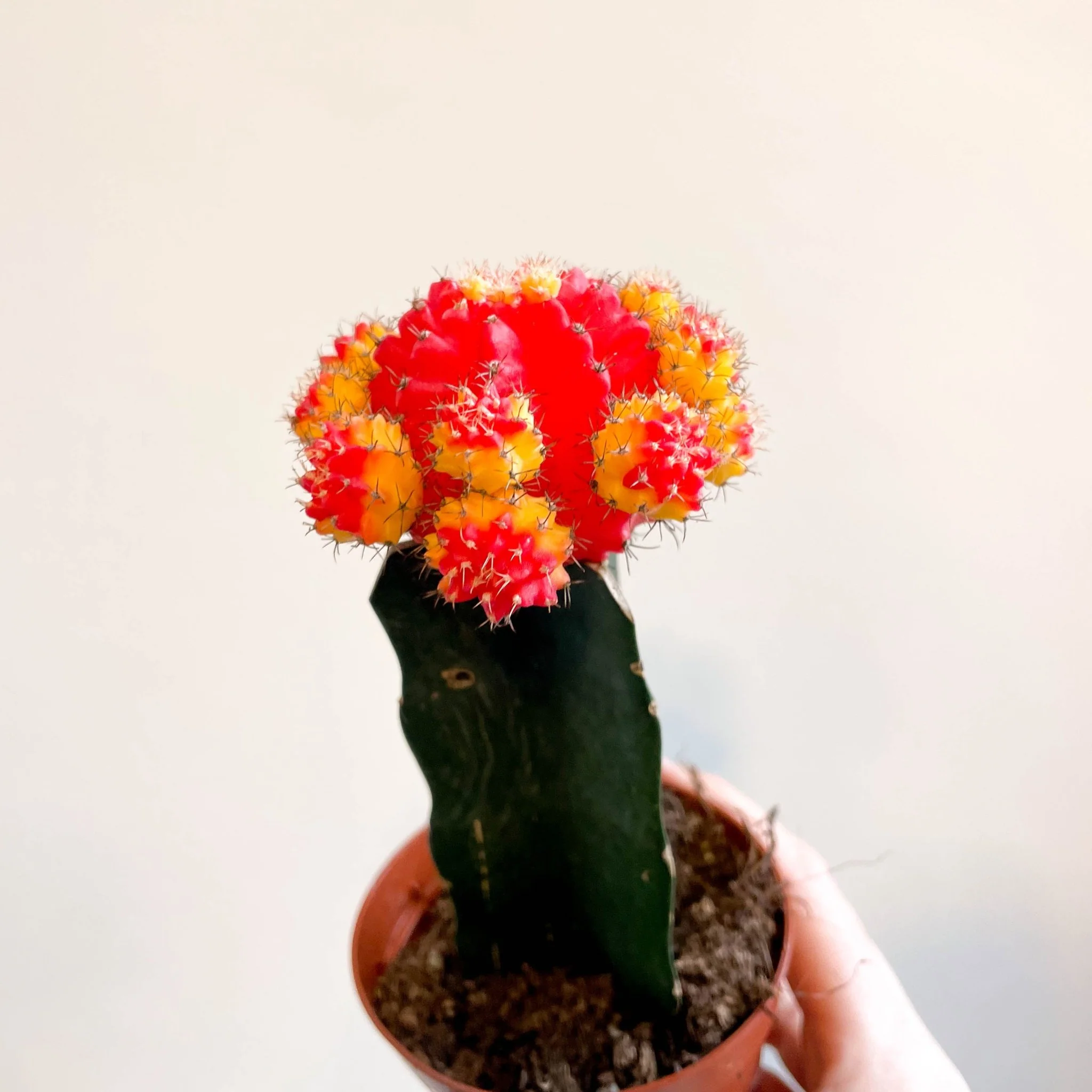 Gymnocalycium mihanovichii - Red and Yellow Moon Cactus - Image 5