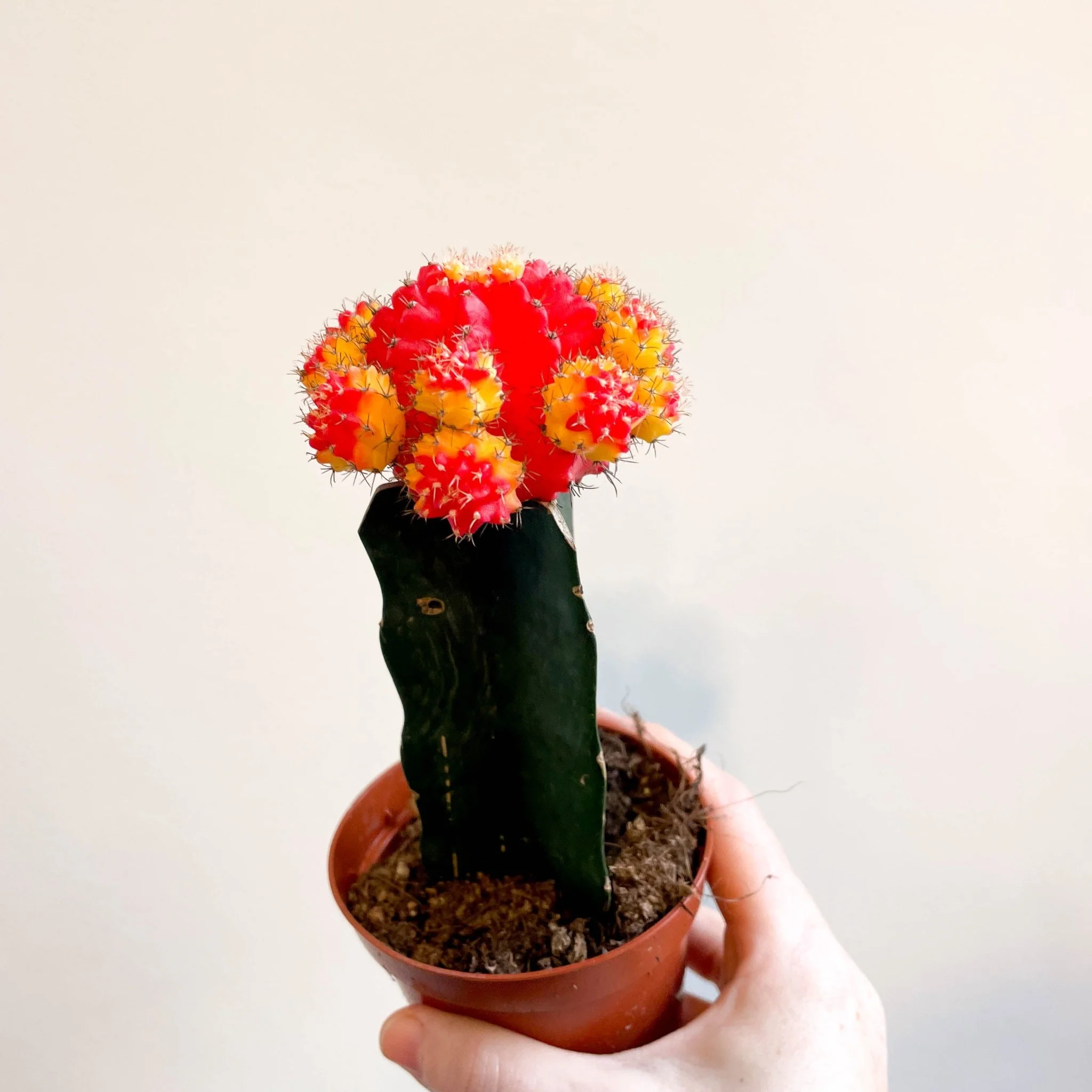 Gymnocalycium mihanovichii - Red and Yellow Moon Cactus - Image 6