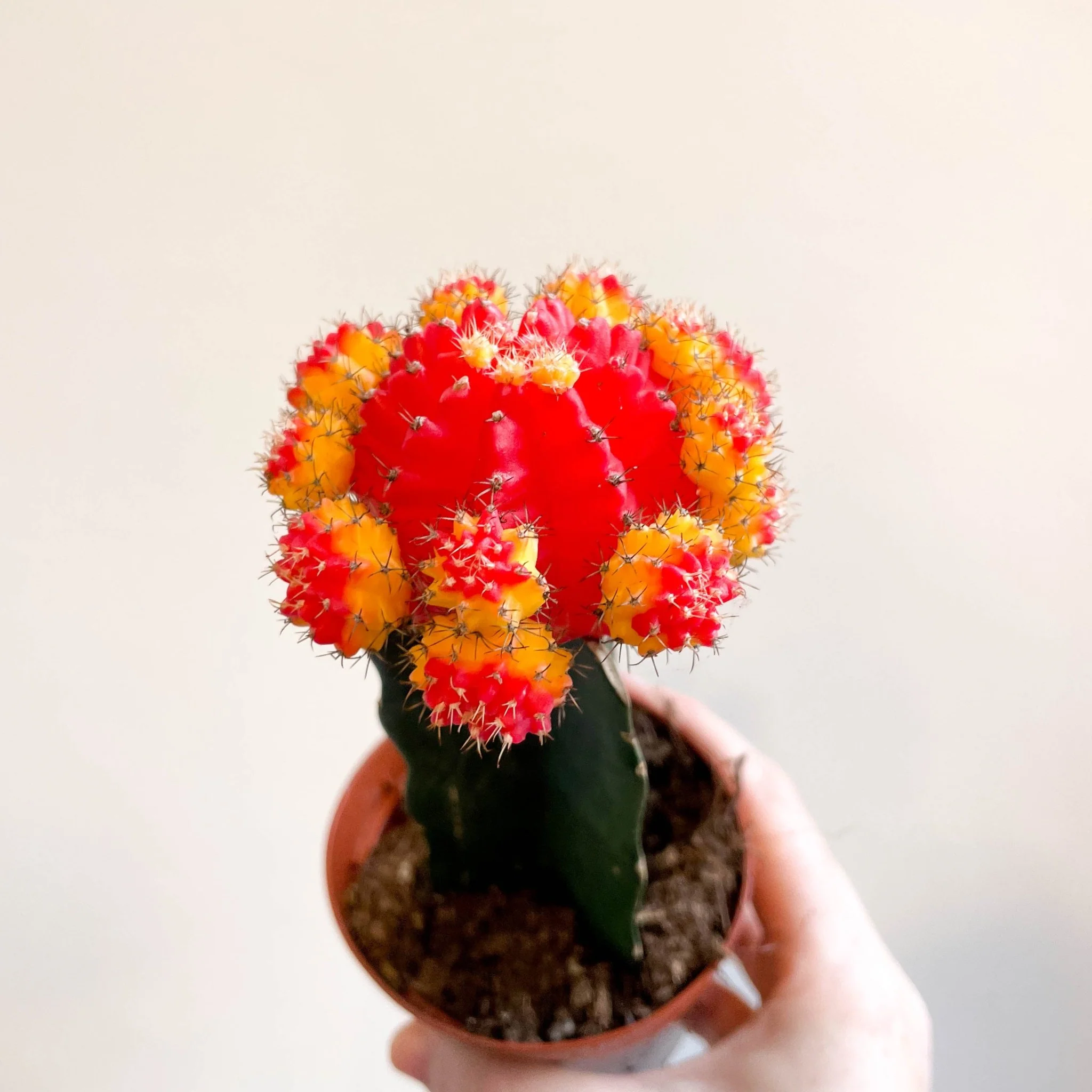 Gymnocalycium mihanovichii - Red and Yellow Moon Cactus - Image 7