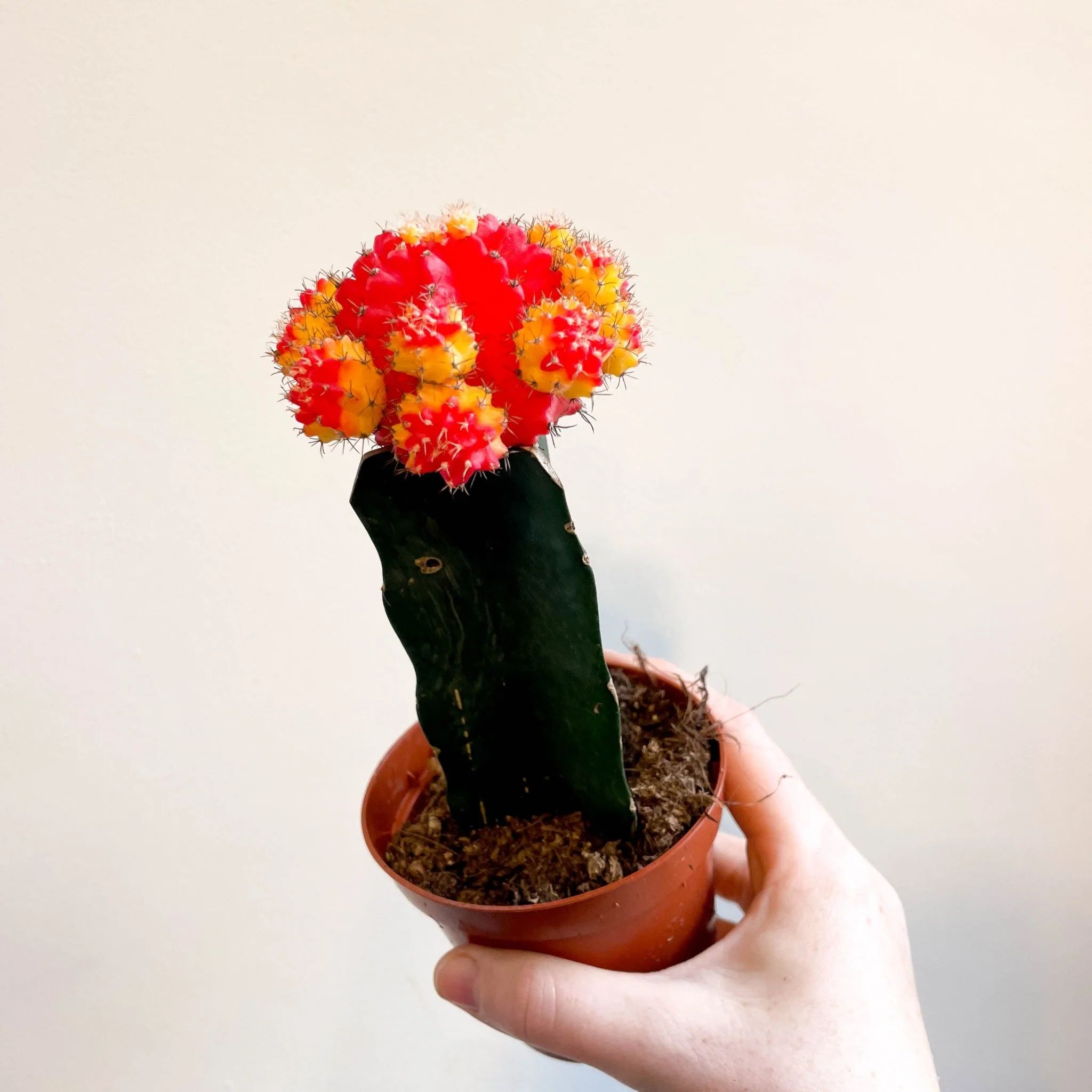 Gymnocalycium mihanovichii - Red and Yellow Moon Cactus - Image 8