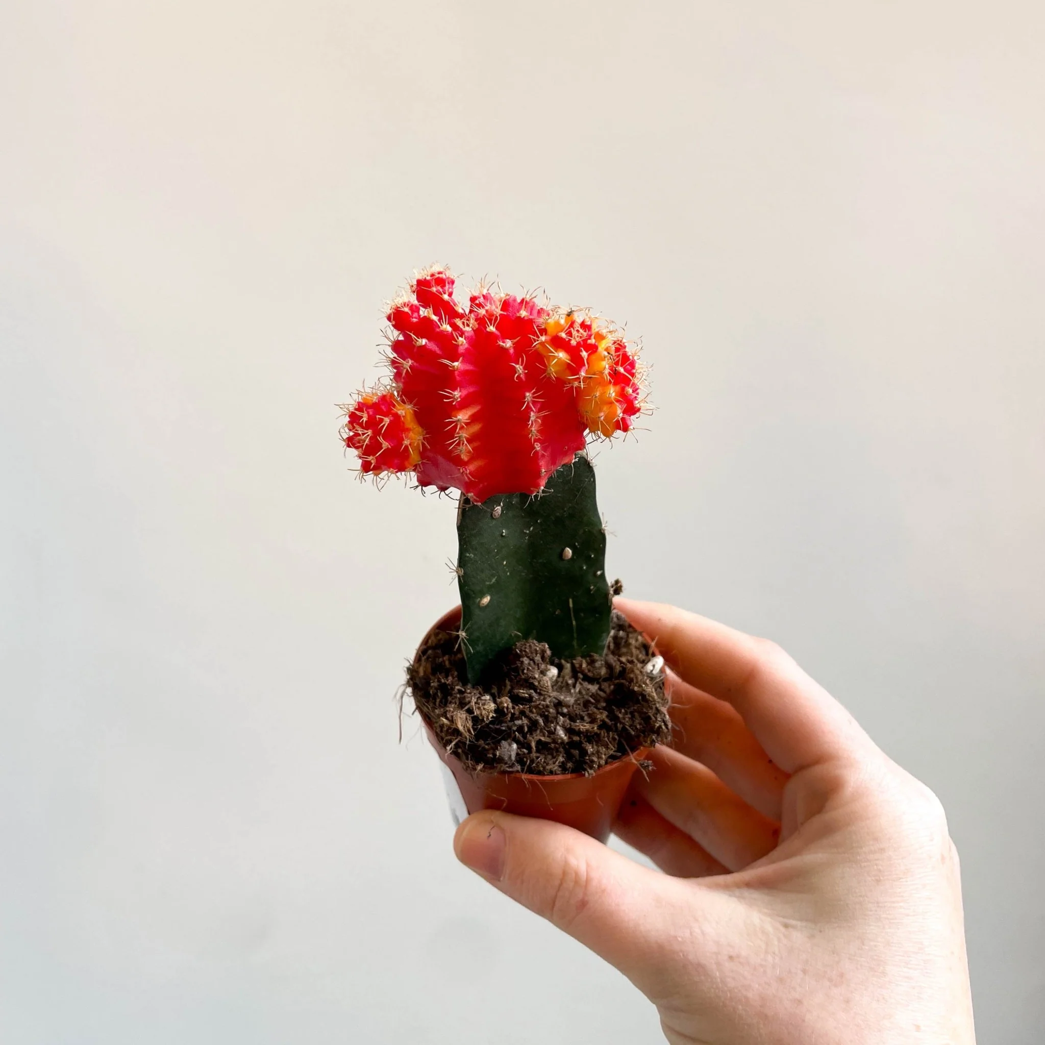 Gymnocalycium mihanovichii - Red and Yellow Moon Cactus - Image 9