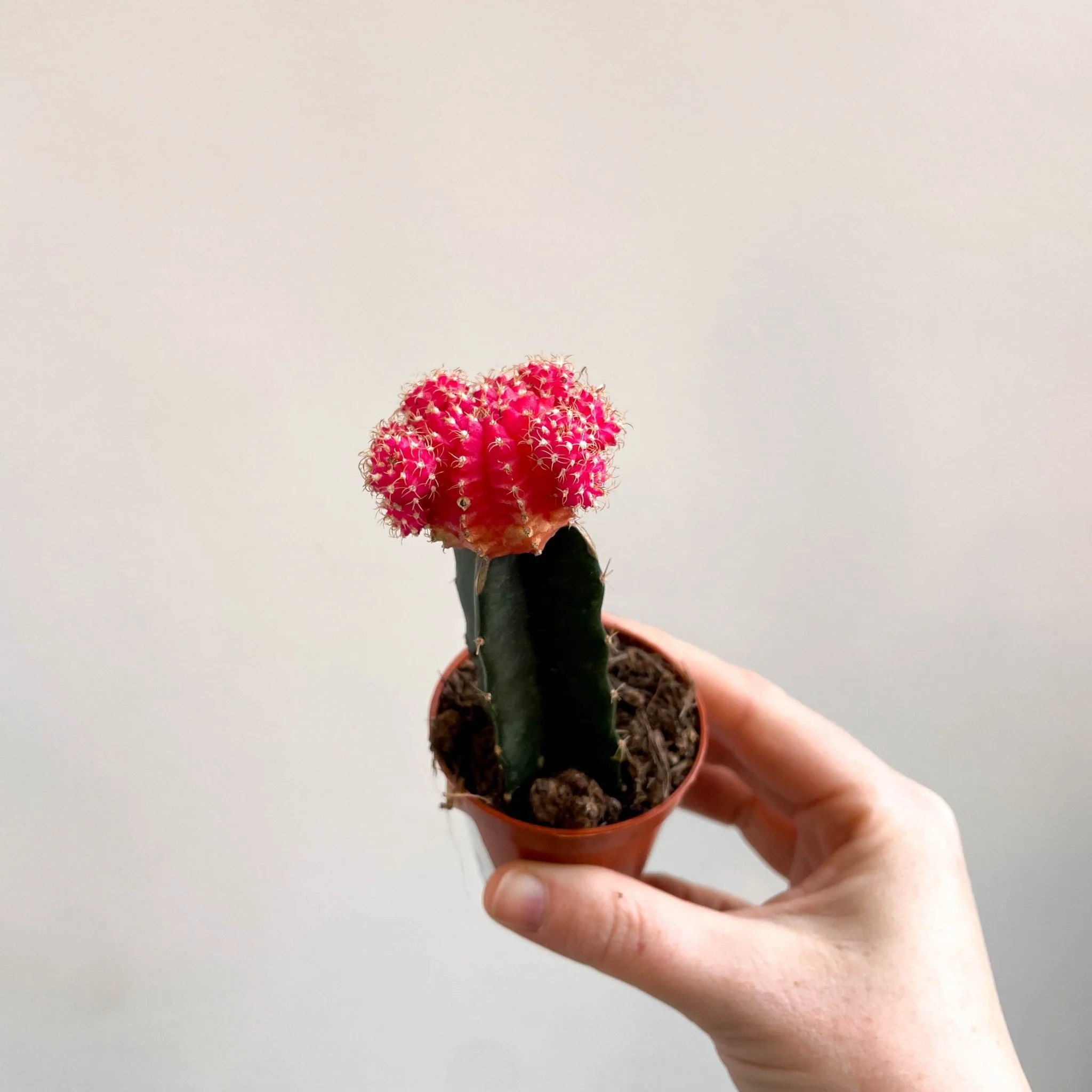 Gymnocalycium mihanovichii - Rose Pink Moon Cactus - Image 10