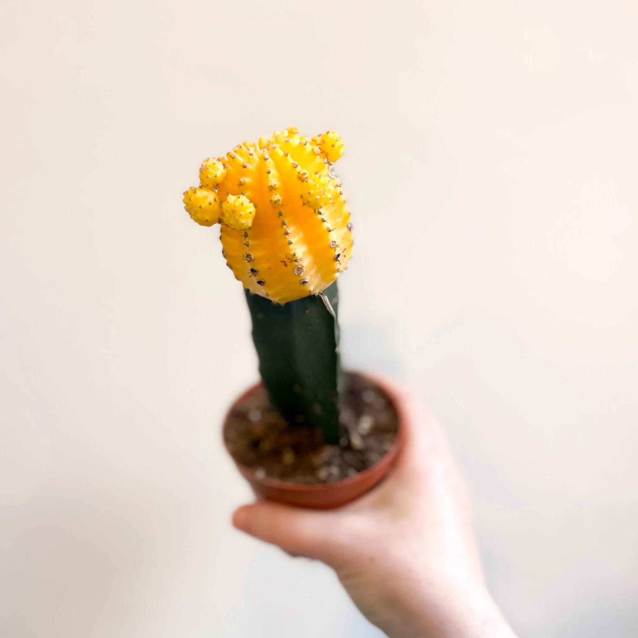 Gymnocalycium mihanovichii - Yellow Moon Cactus