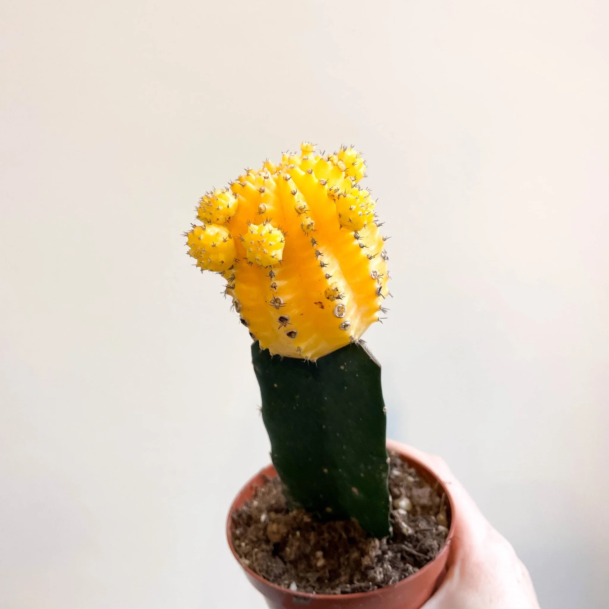 Gymnocalycium mihanovichii - Yellow Moon Cactus - Image 2