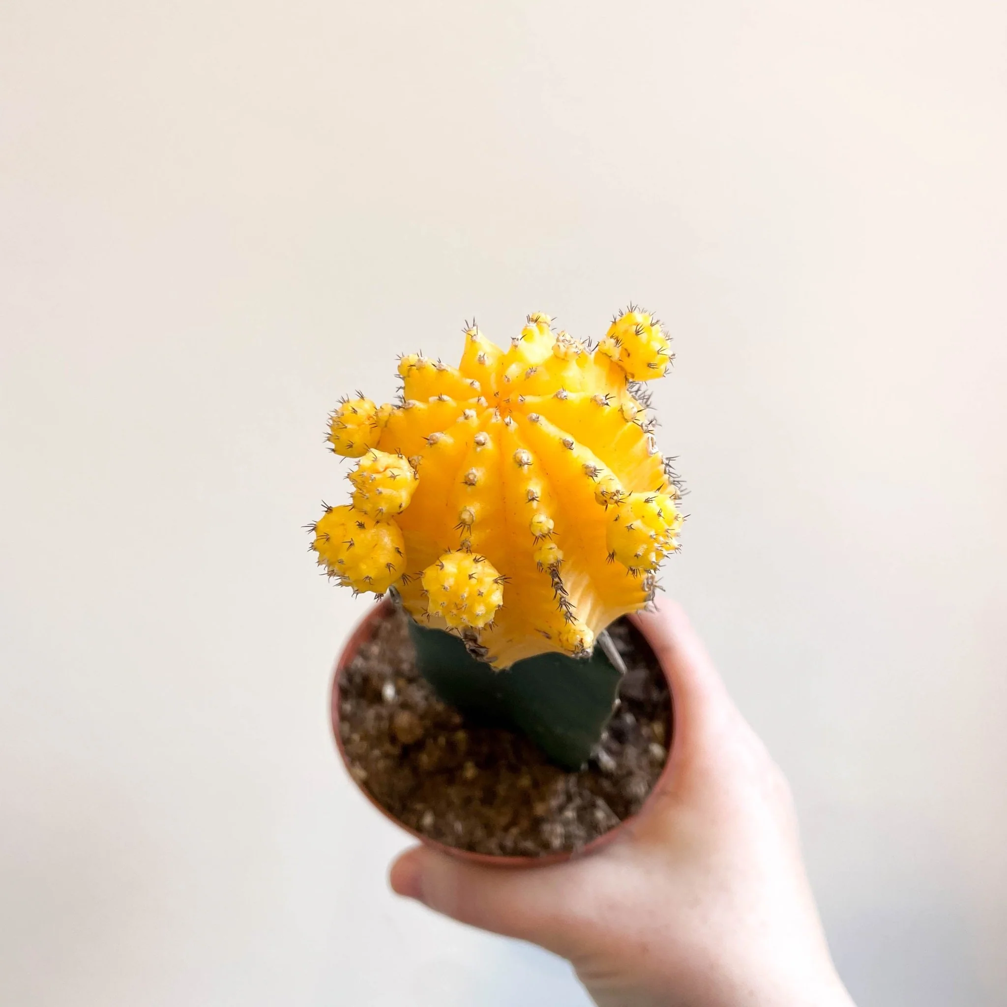 Gymnocalycium mihanovichii - Yellow Moon Cactus - Image 3