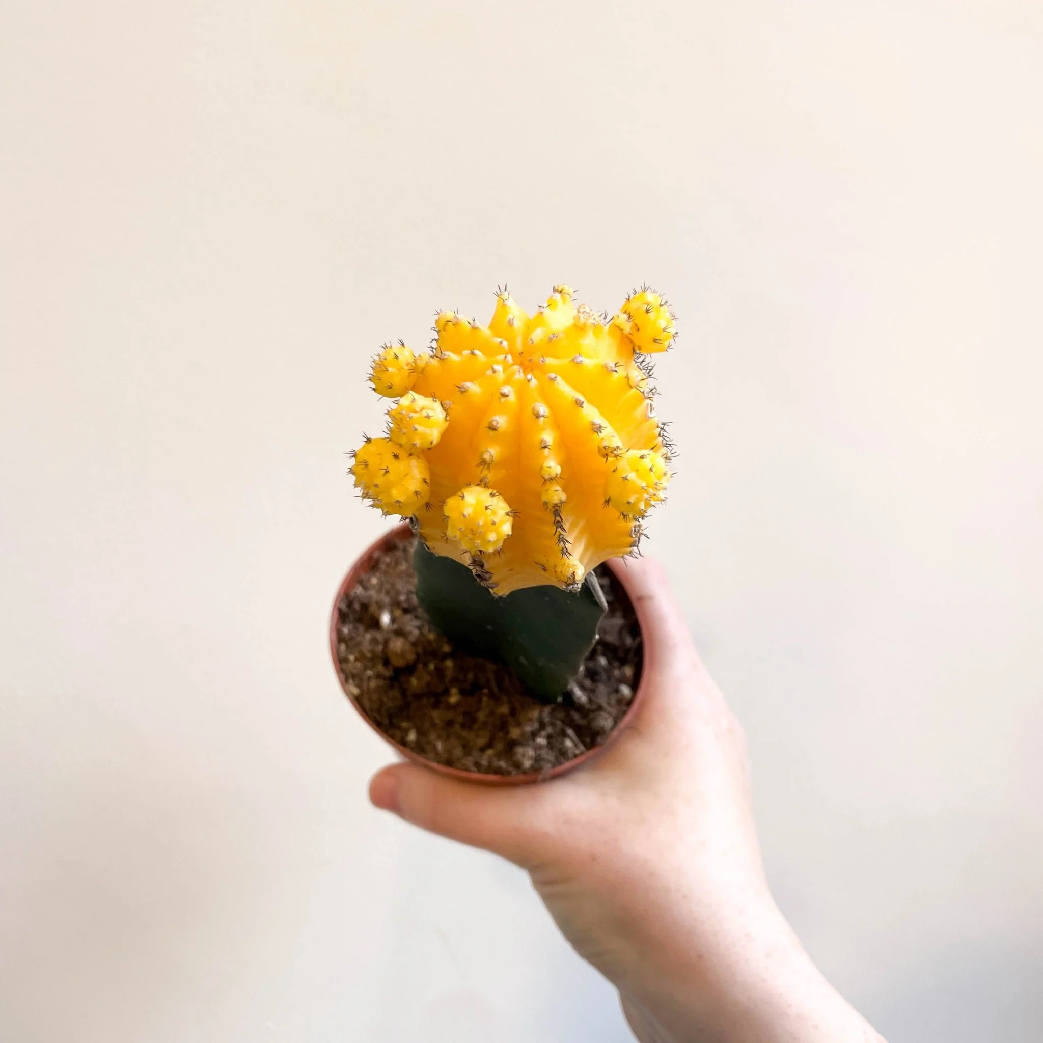 Gymnocalycium mihanovichii - Yellow Moon Cactus - Image 4