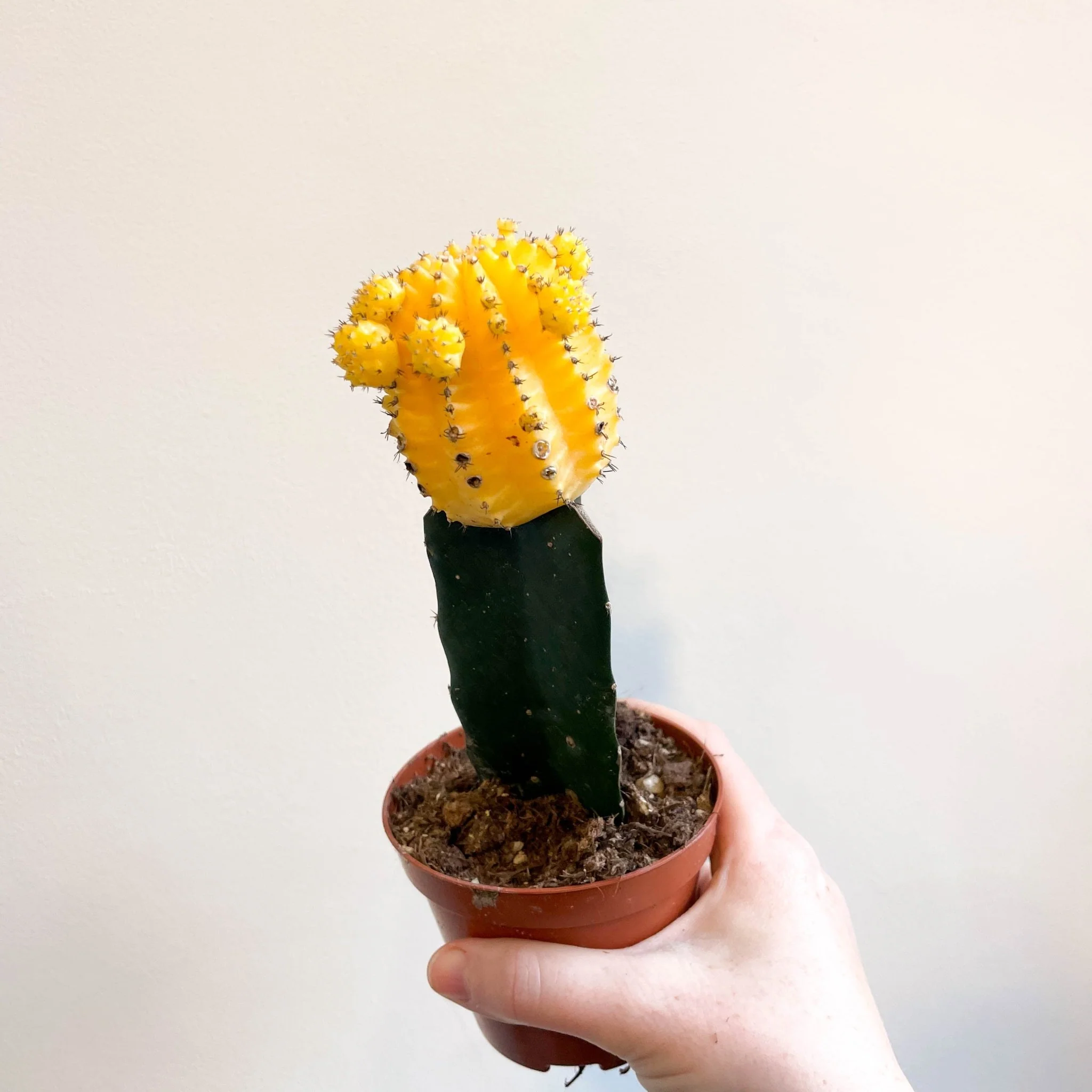 Gymnocalycium mihanovichii - Yellow Moon Cactus - Image 5