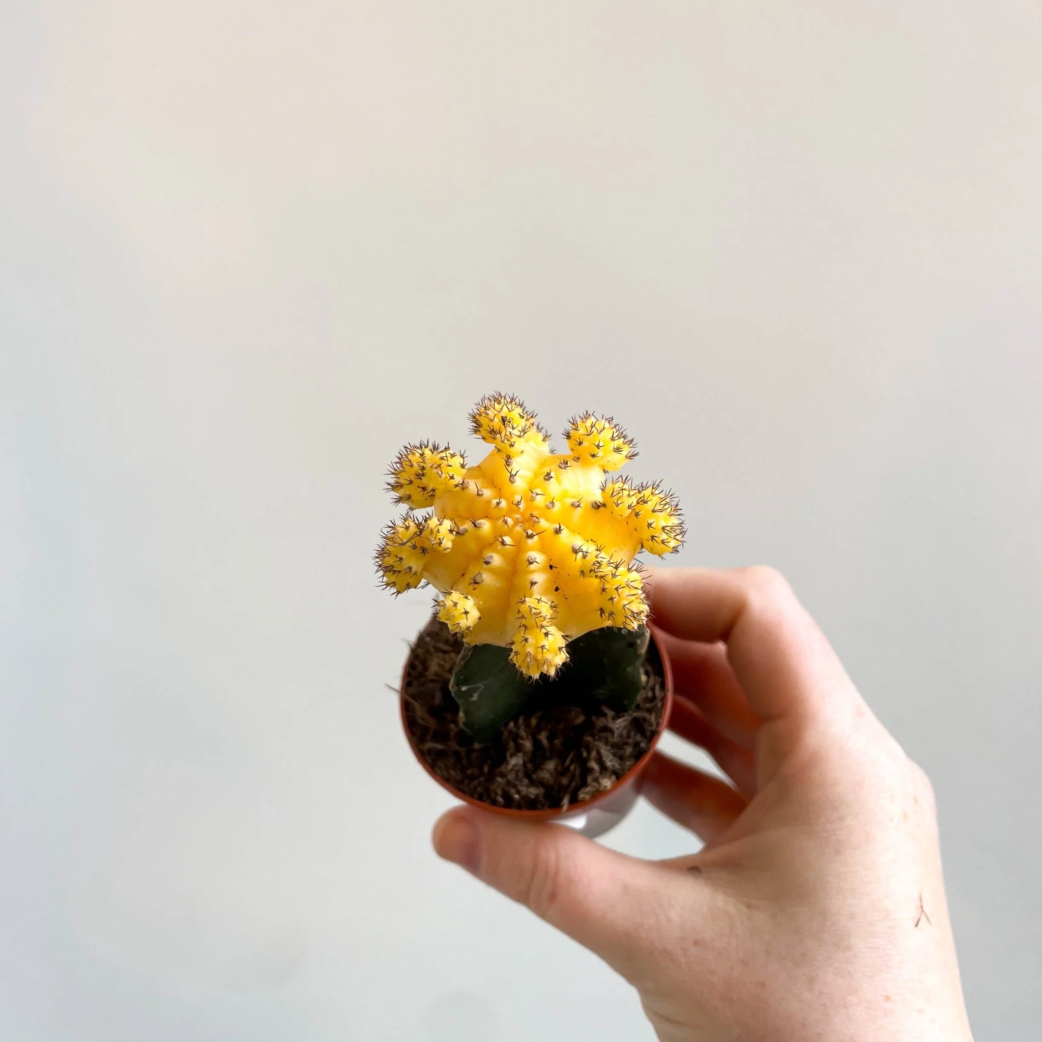 Gymnocalycium mihanovichii - Yellow Moon Cactus - Image 6