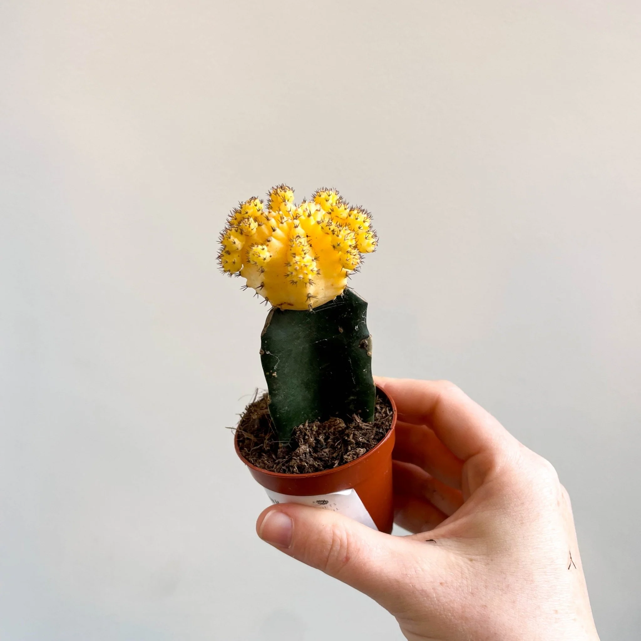 Gymnocalycium mihanovichii - Yellow Moon Cactus - Image 7