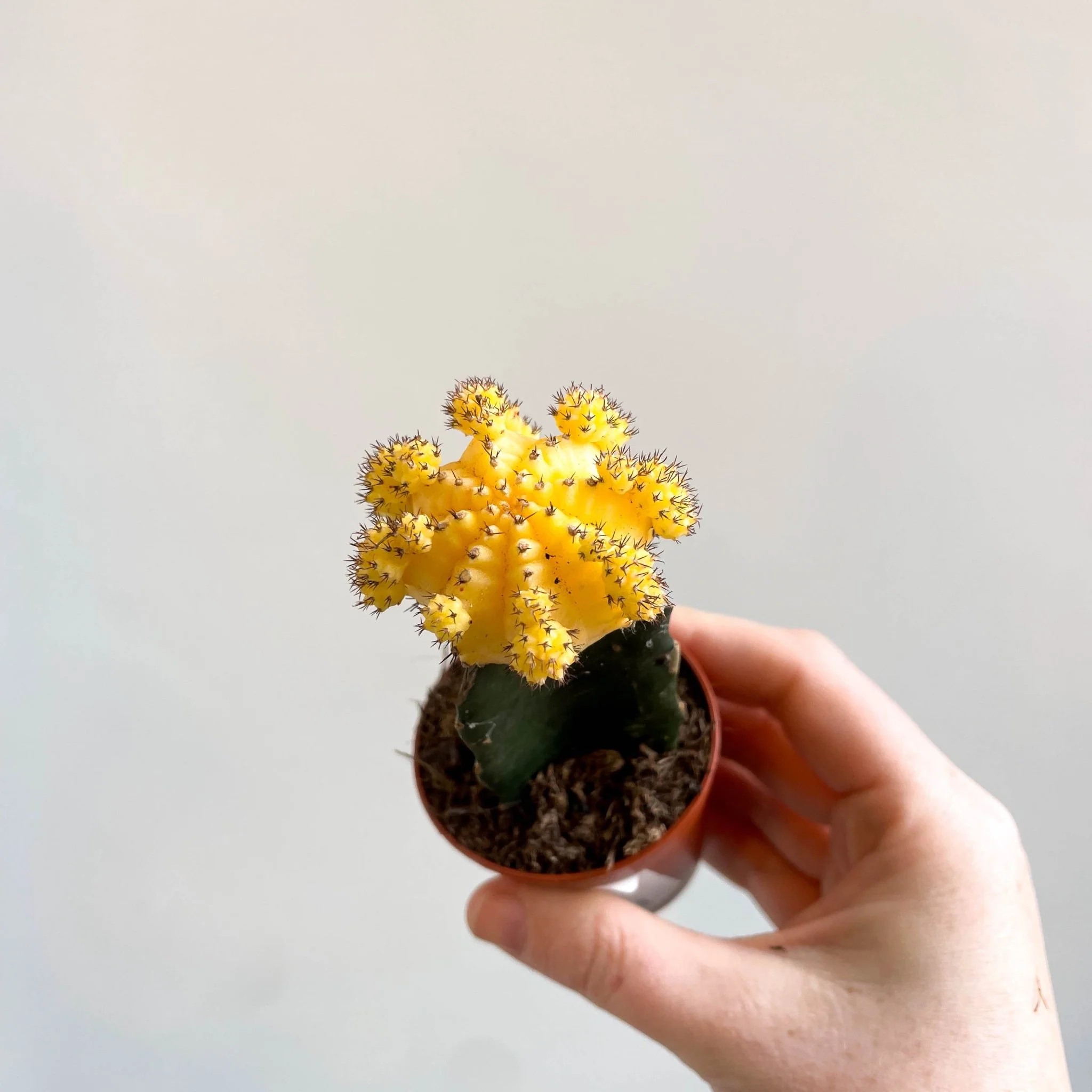 Gymnocalycium mihanovichii - Yellow Moon Cactus - Image 8