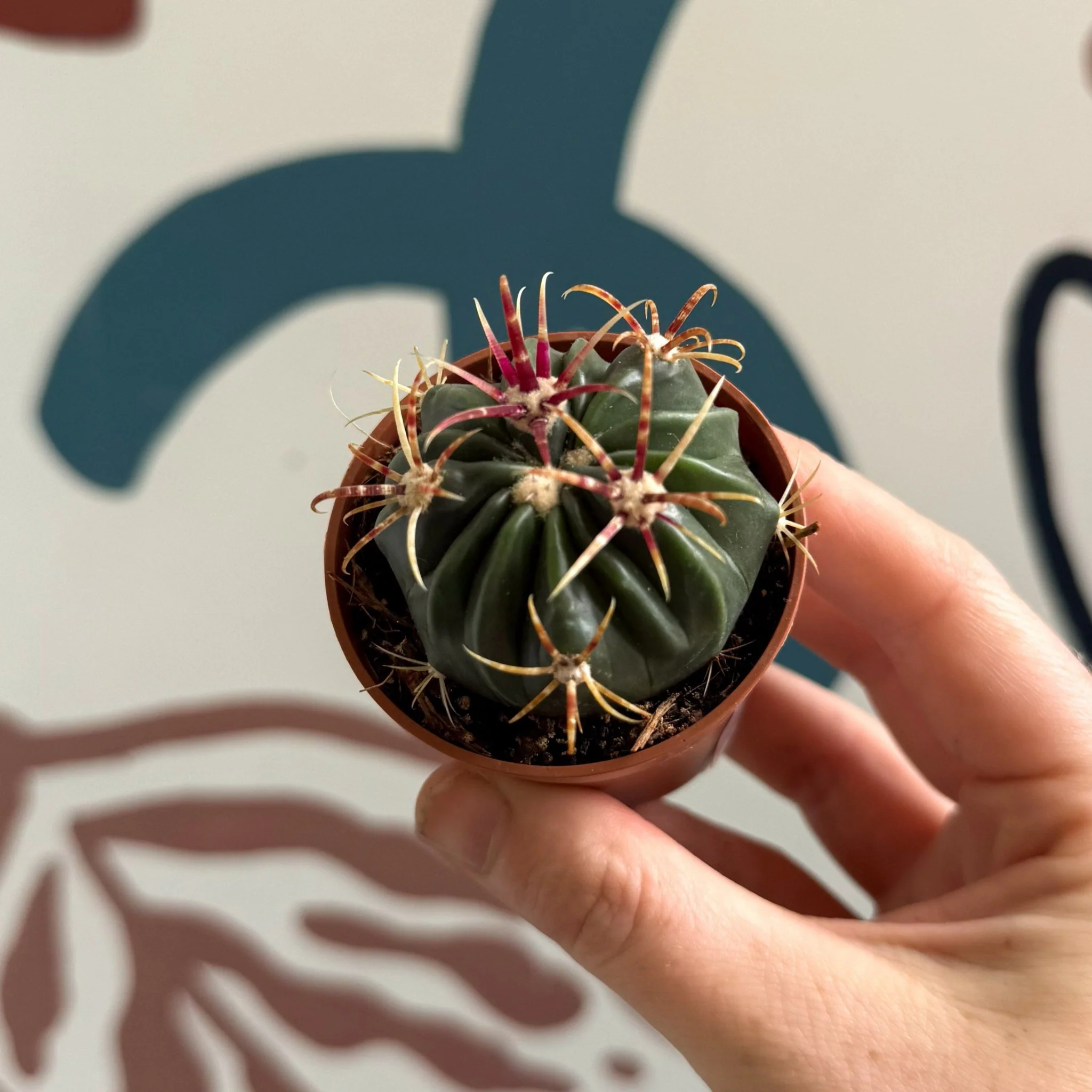 Gymnocalycium pflanzii – Chin Cactus