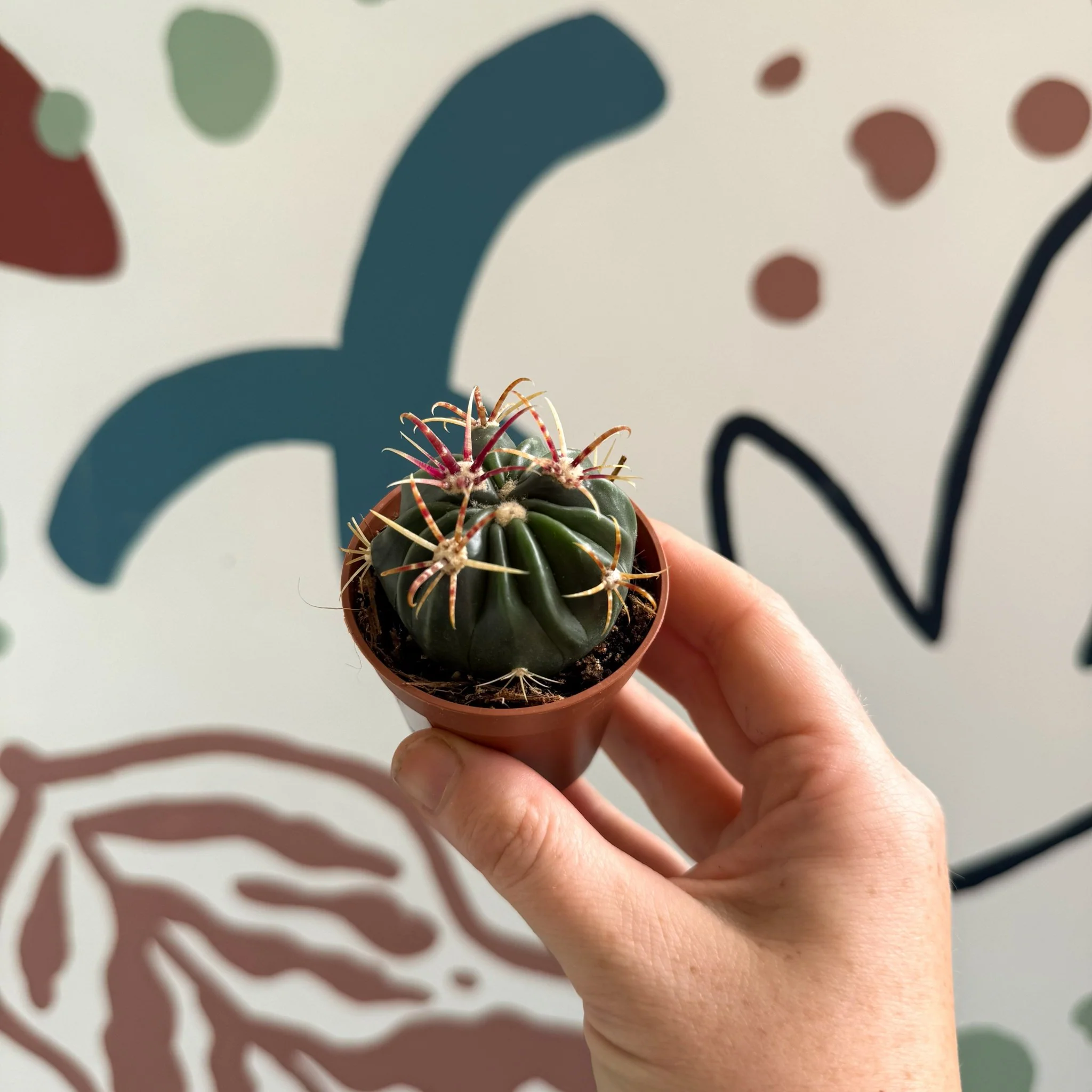 Gymnocalycium pflanzii – Chin Cactus - Image 10