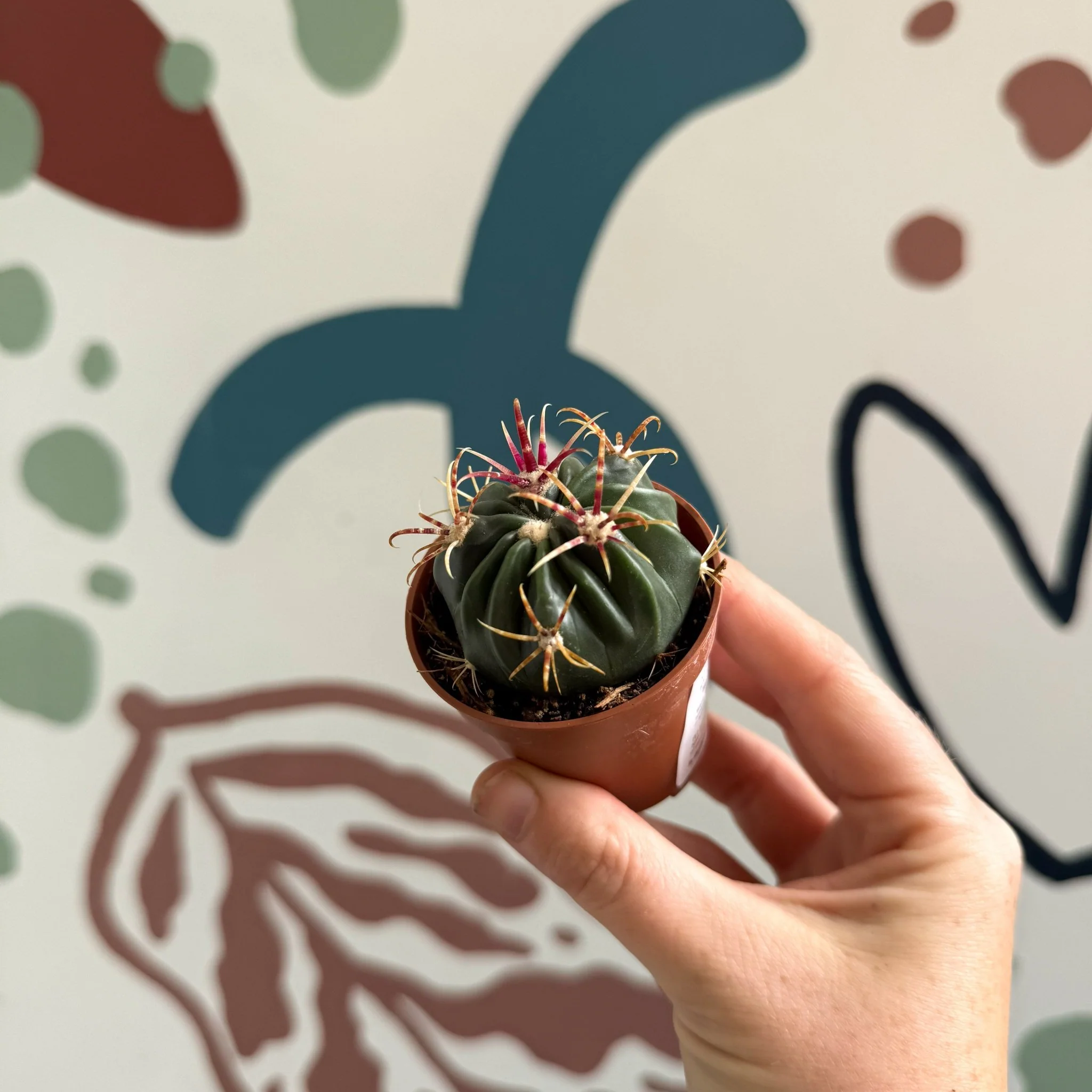 Gymnocalycium pflanzii – Chin Cactus - Image 2