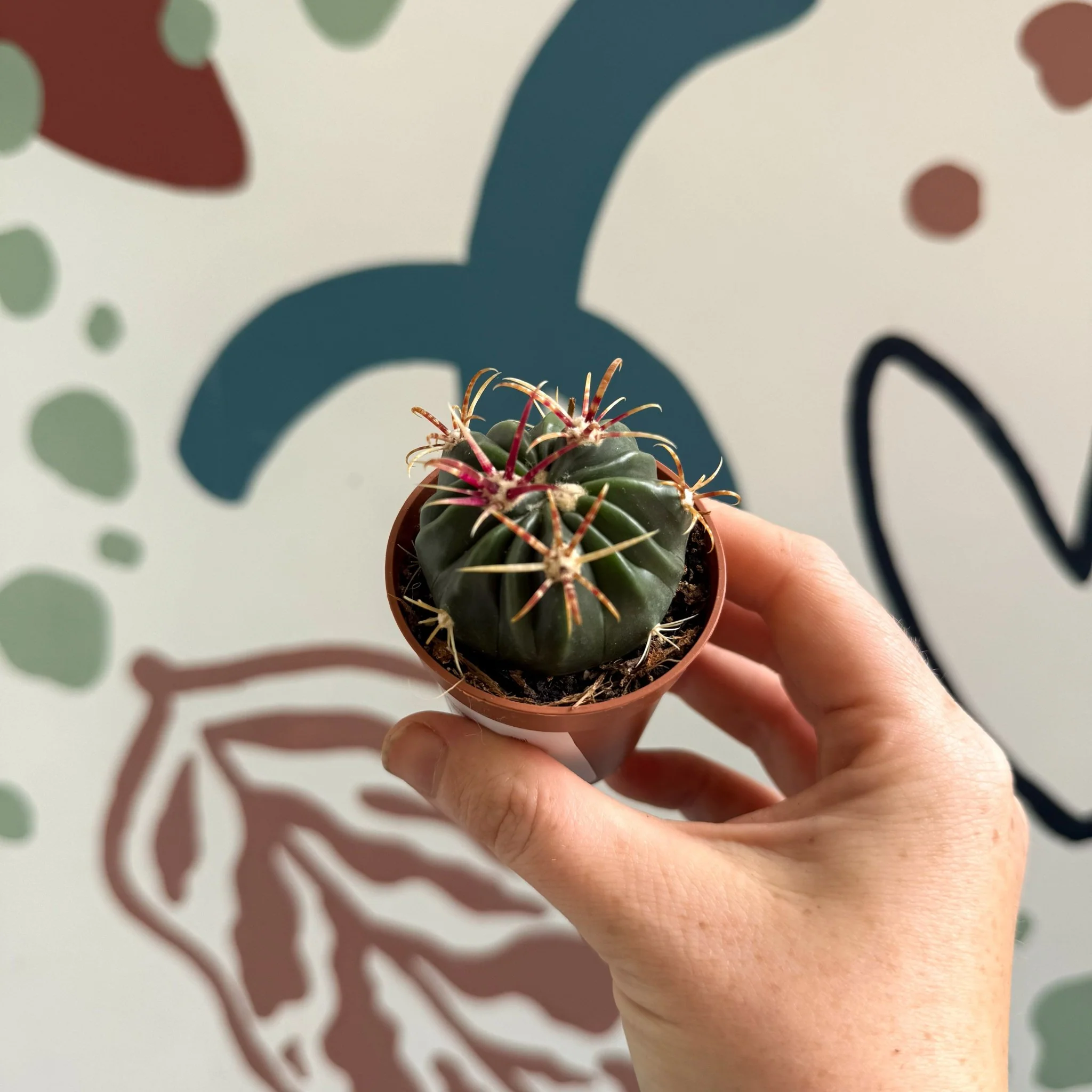 Gymnocalycium pflanzii – Chin Cactus - Image 4