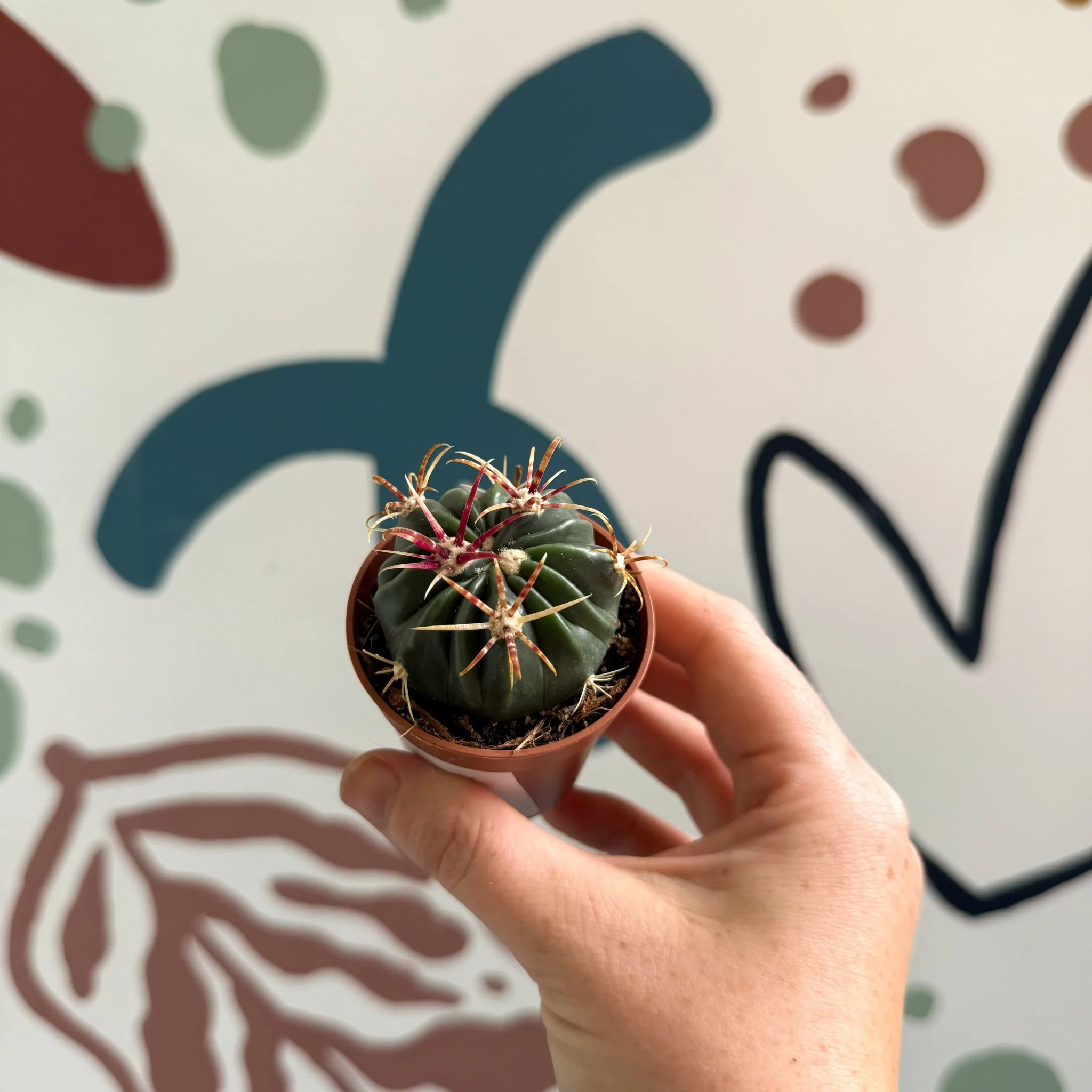 Gymnocalycium pflanzii – Chin Cactus - Image 5