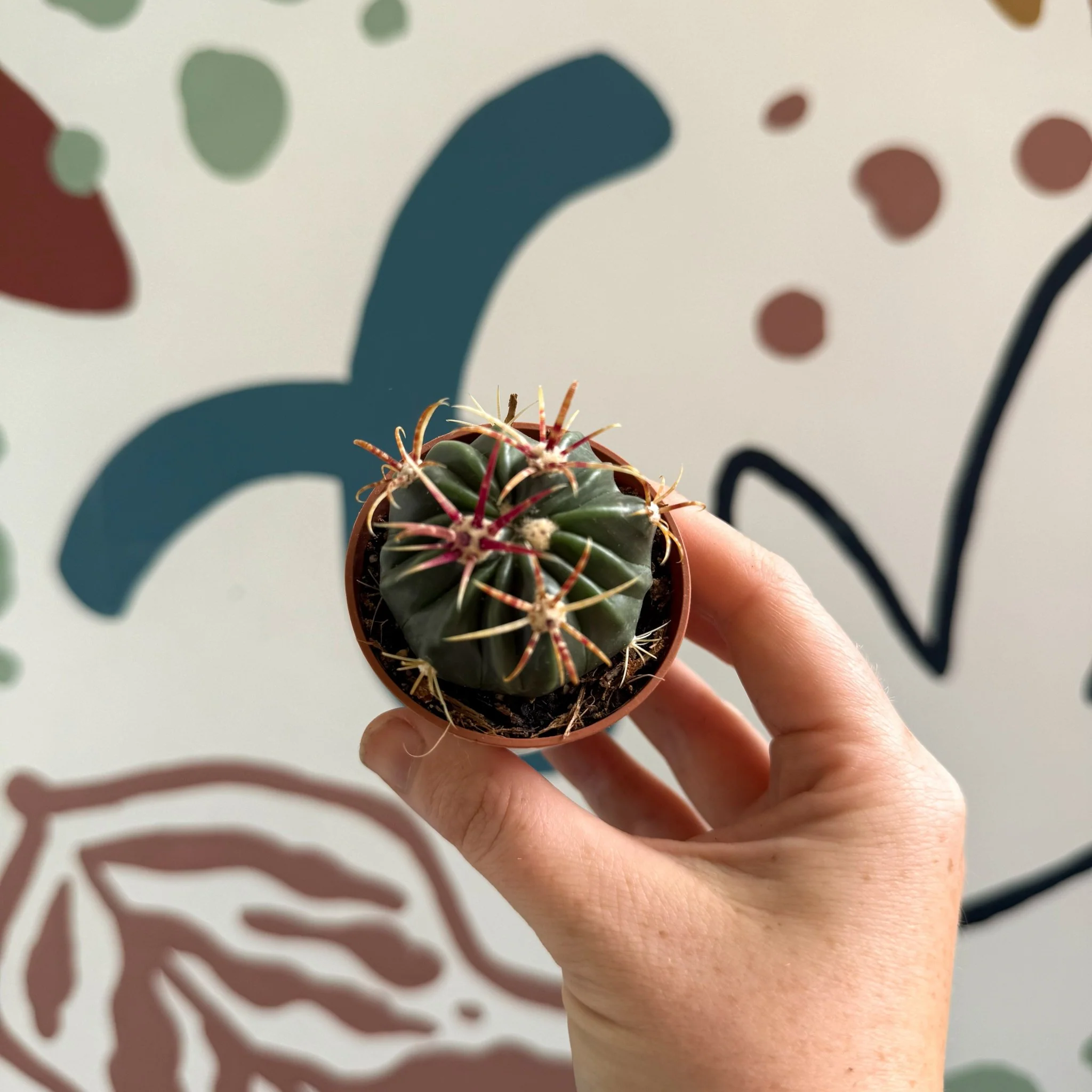 Gymnocalycium pflanzii – Chin Cactus - Image 7