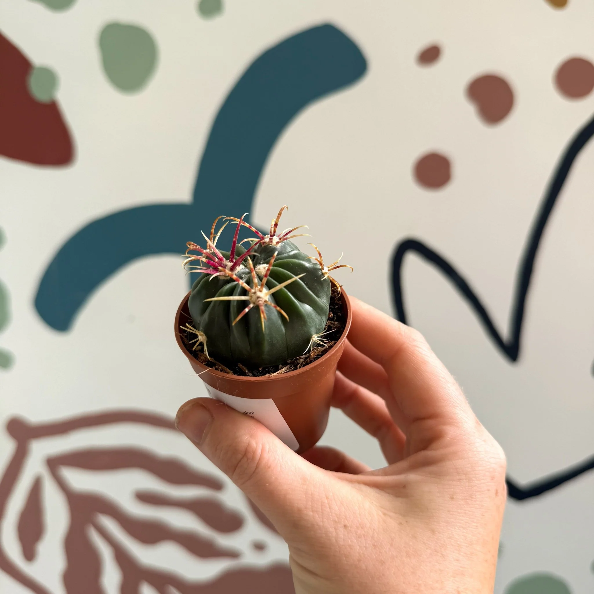 Gymnocalycium pflanzii – Chin Cactus - Image 8